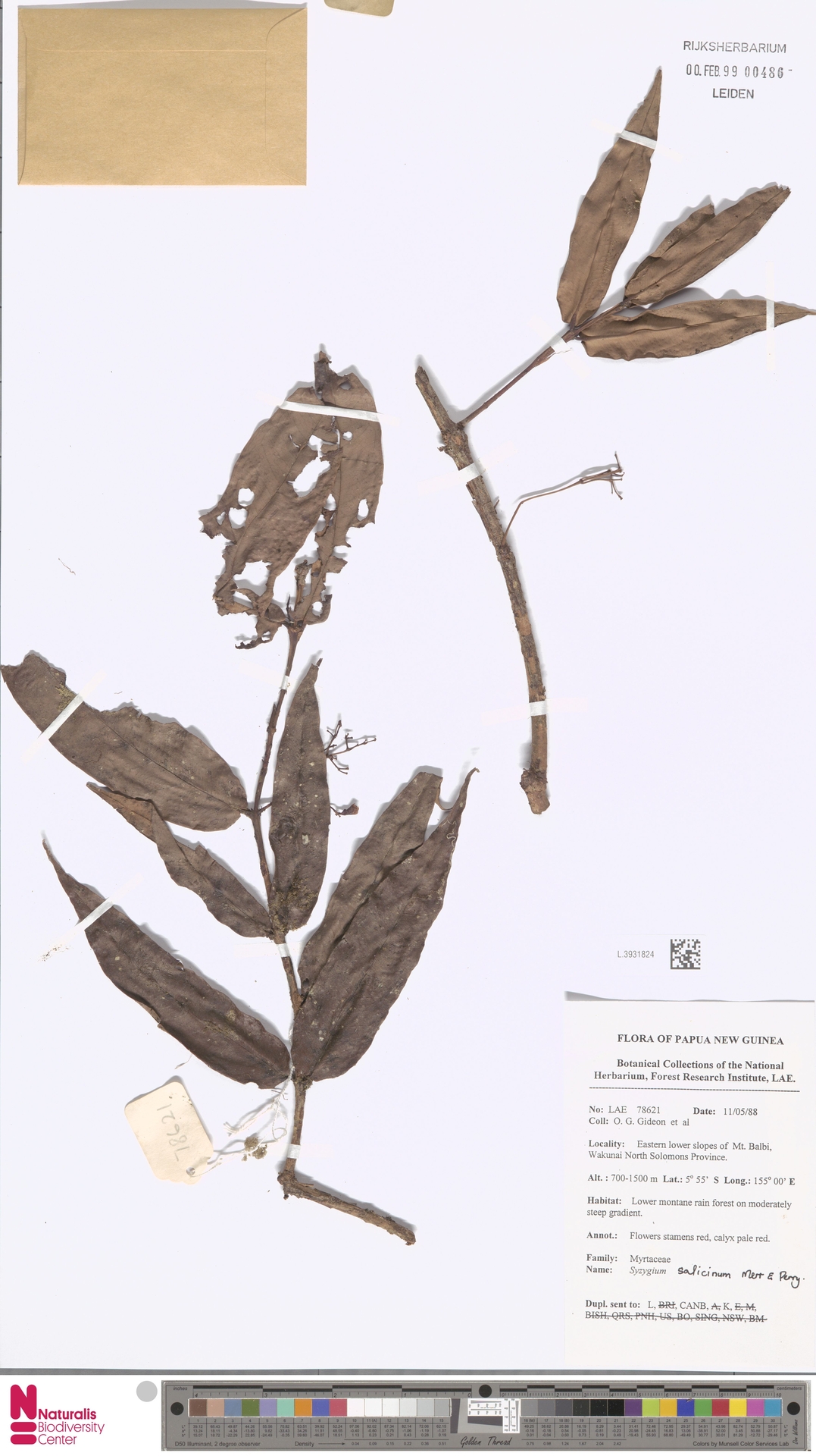 Syzygium salicinum