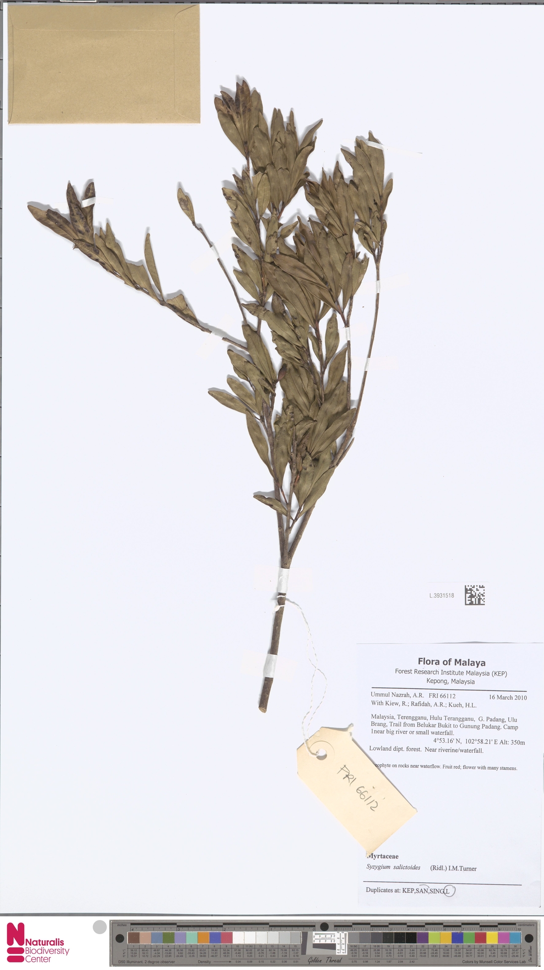 Syzygium salictoides