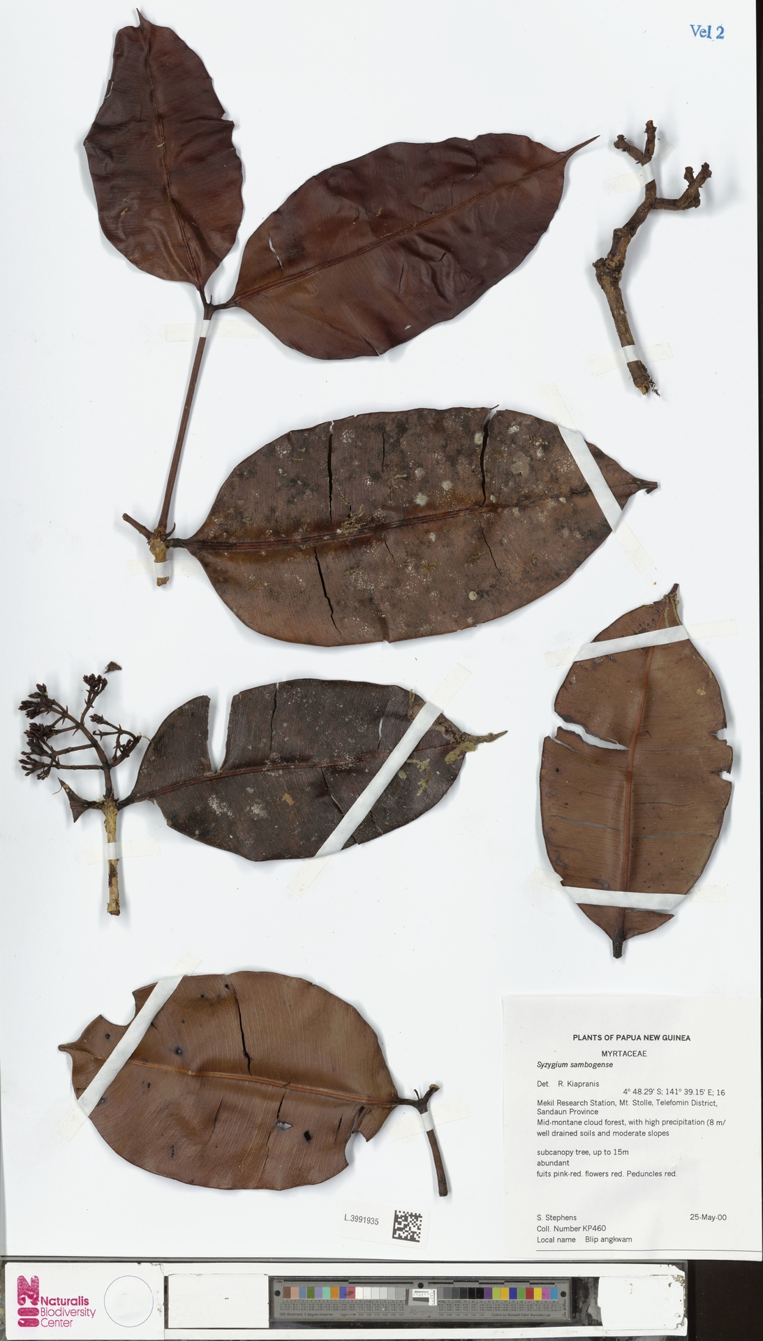 Syzygium sambogense
