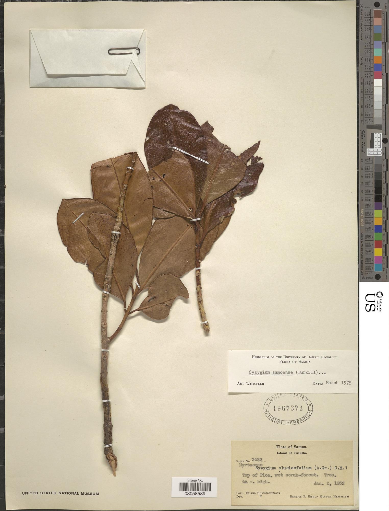 Syzygium samoense