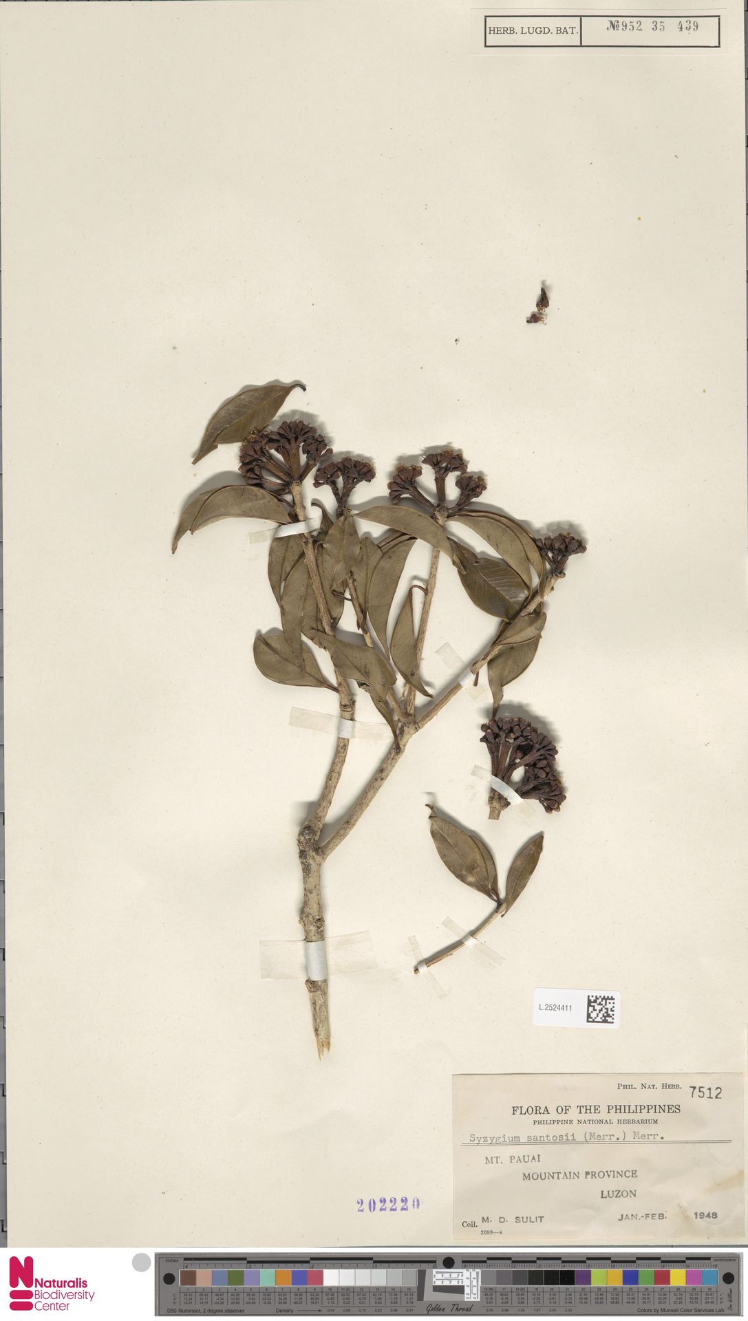 Syzygium santosii