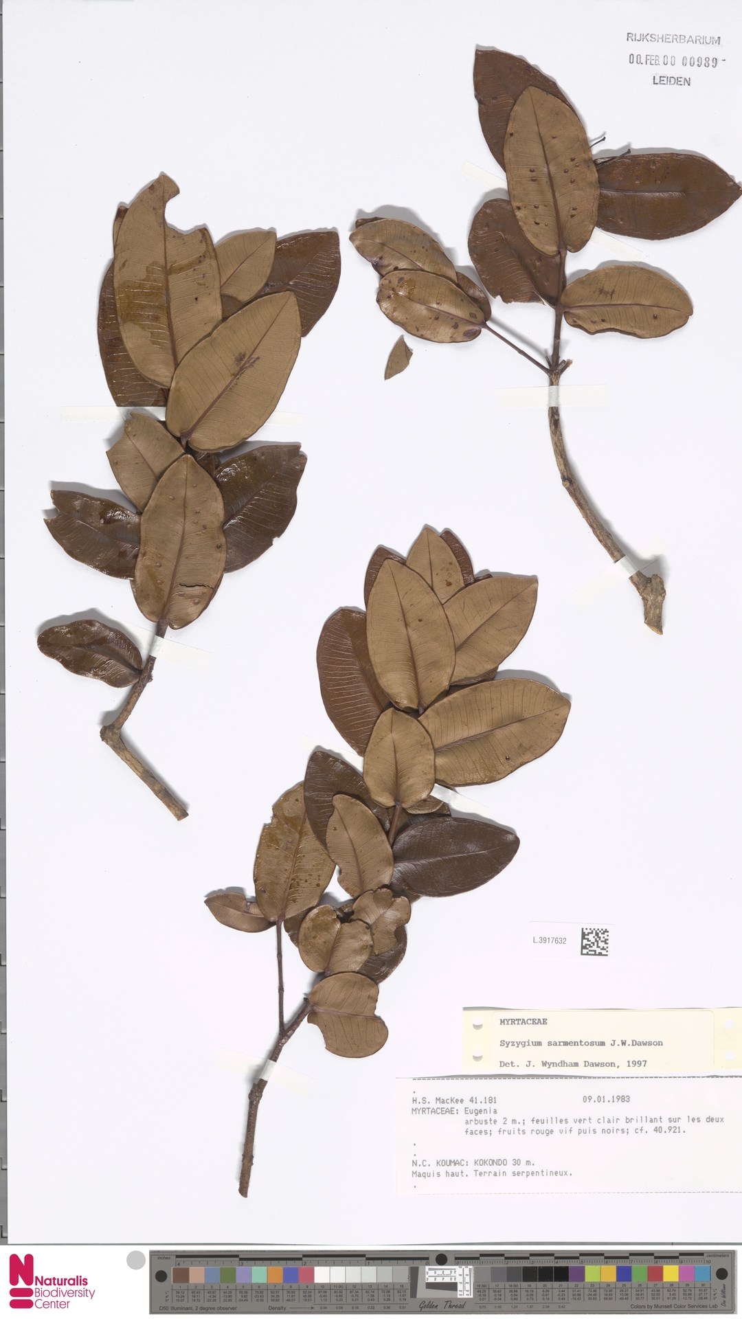 Syzygium sarmentosum