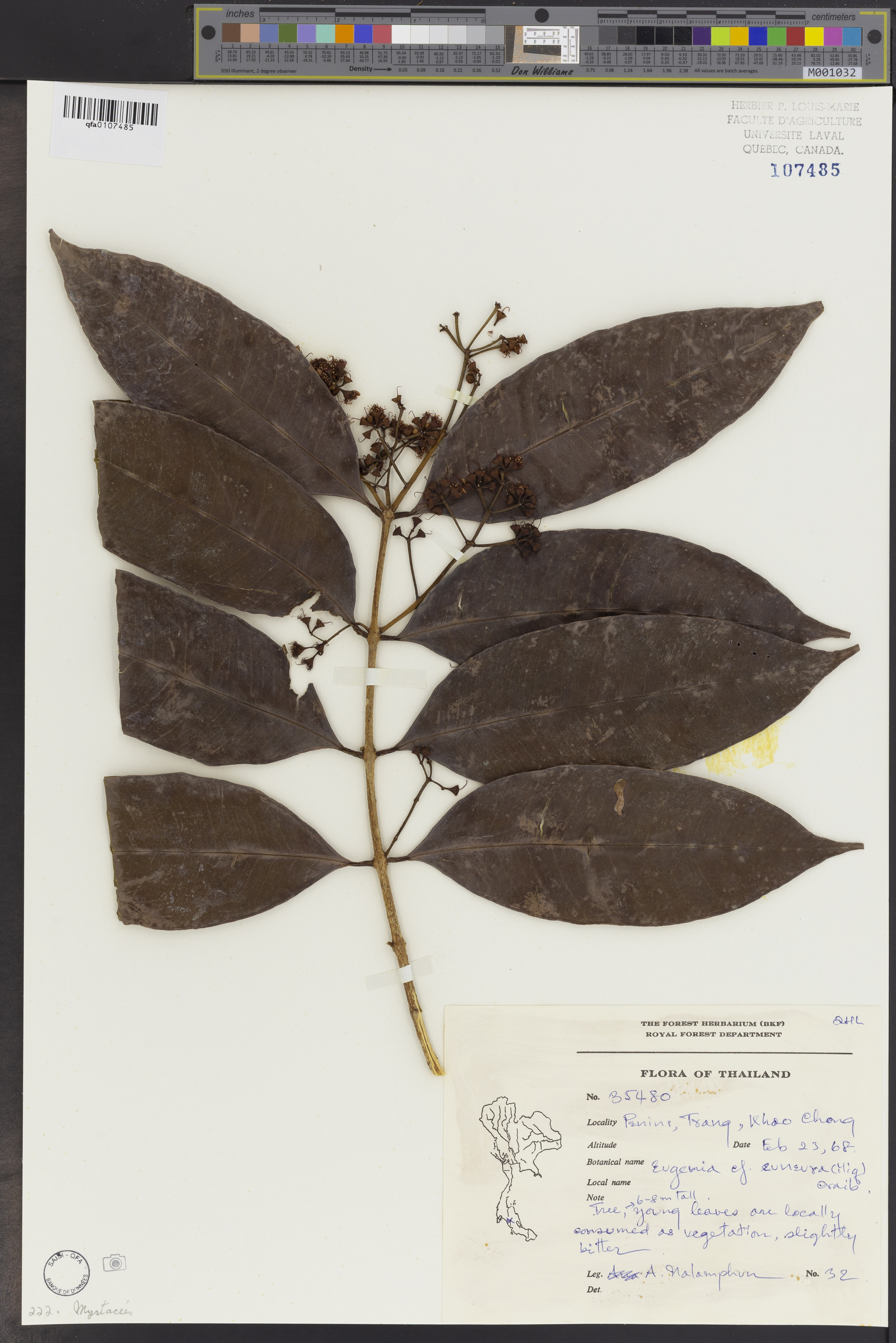 Syzygium schmidii