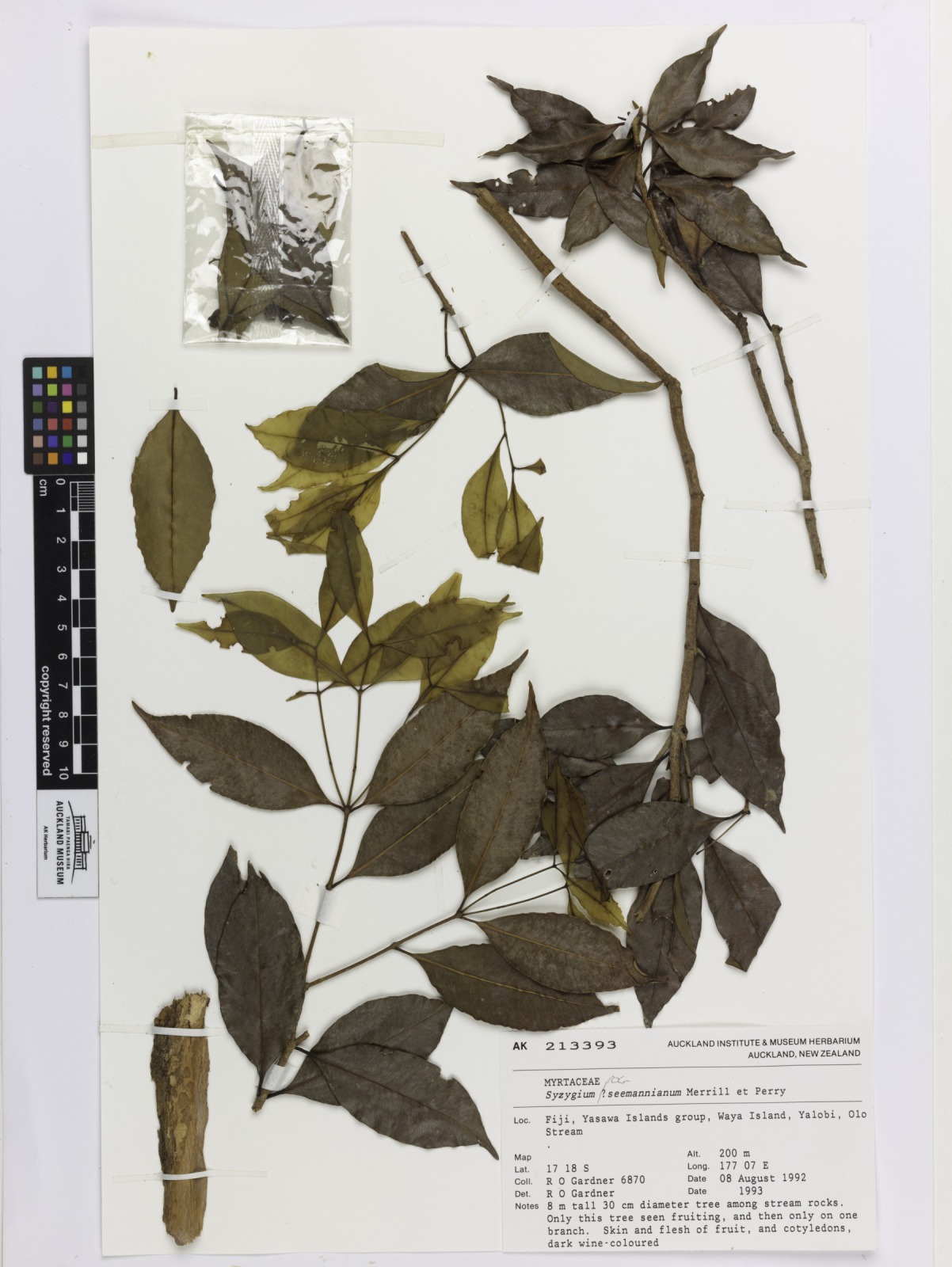Syzygium seemannianum