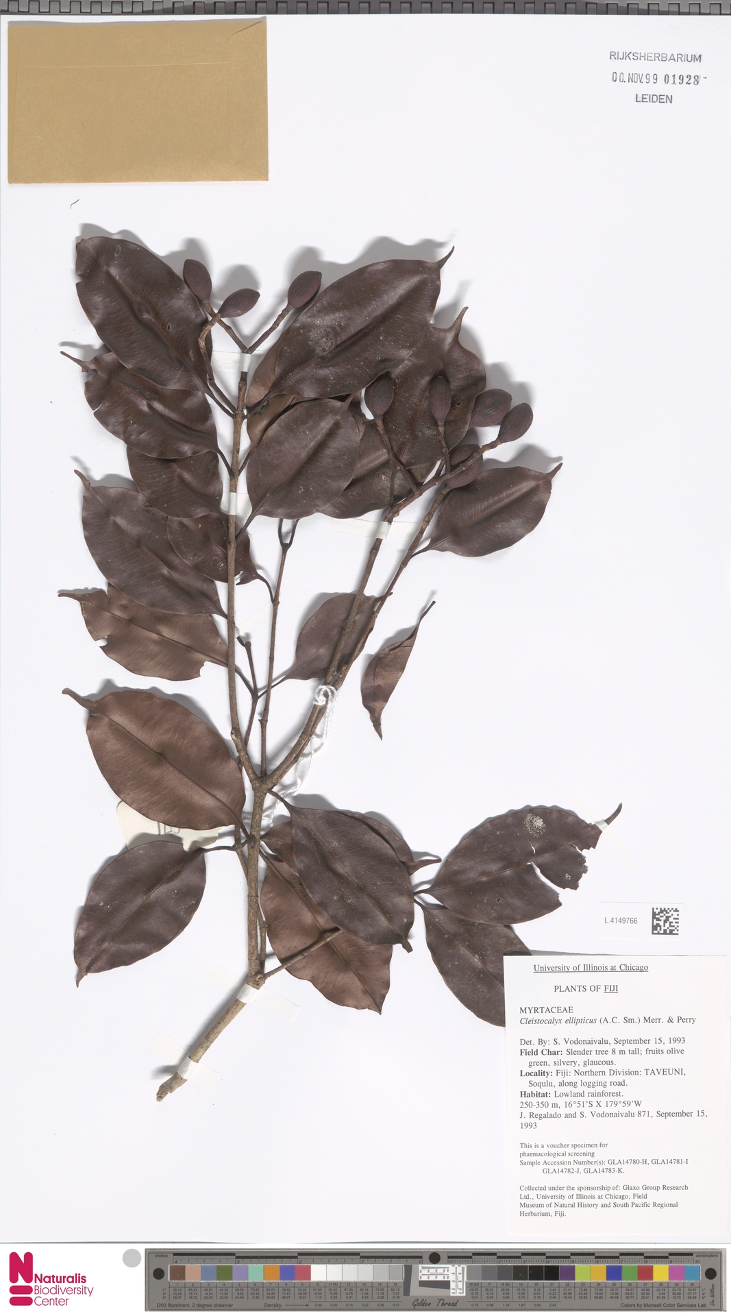 Syzygium seemannii