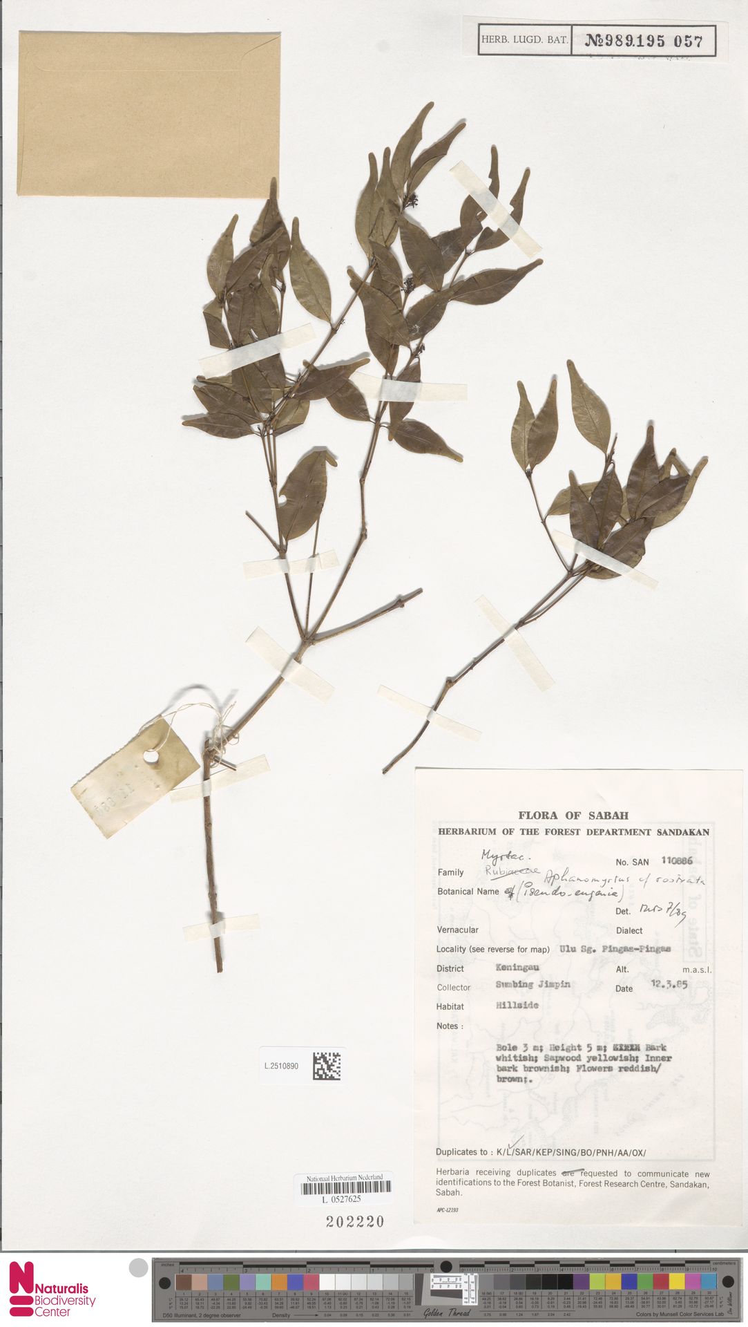 Syzygium singaporense