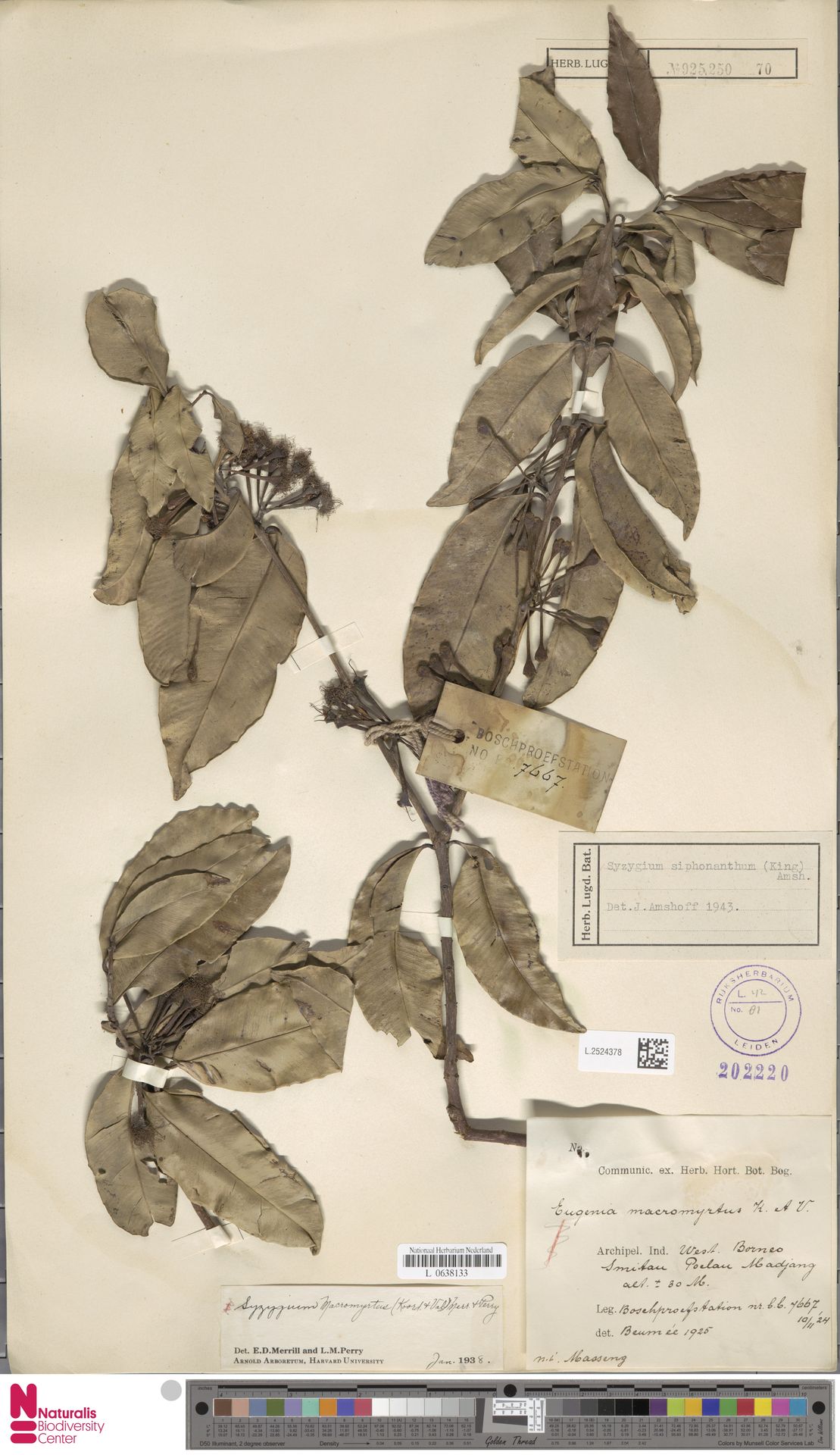 Syzygium siphonanthum