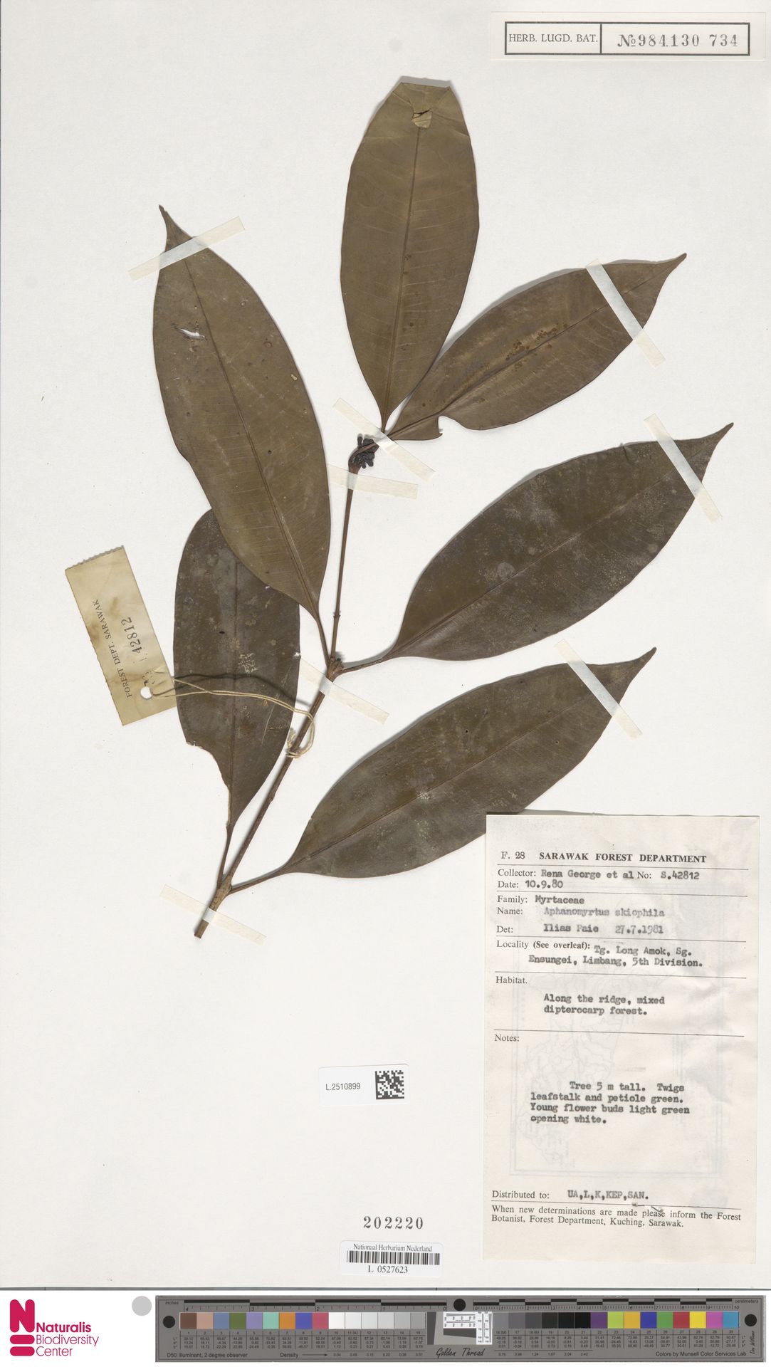Syzygium skiophilum