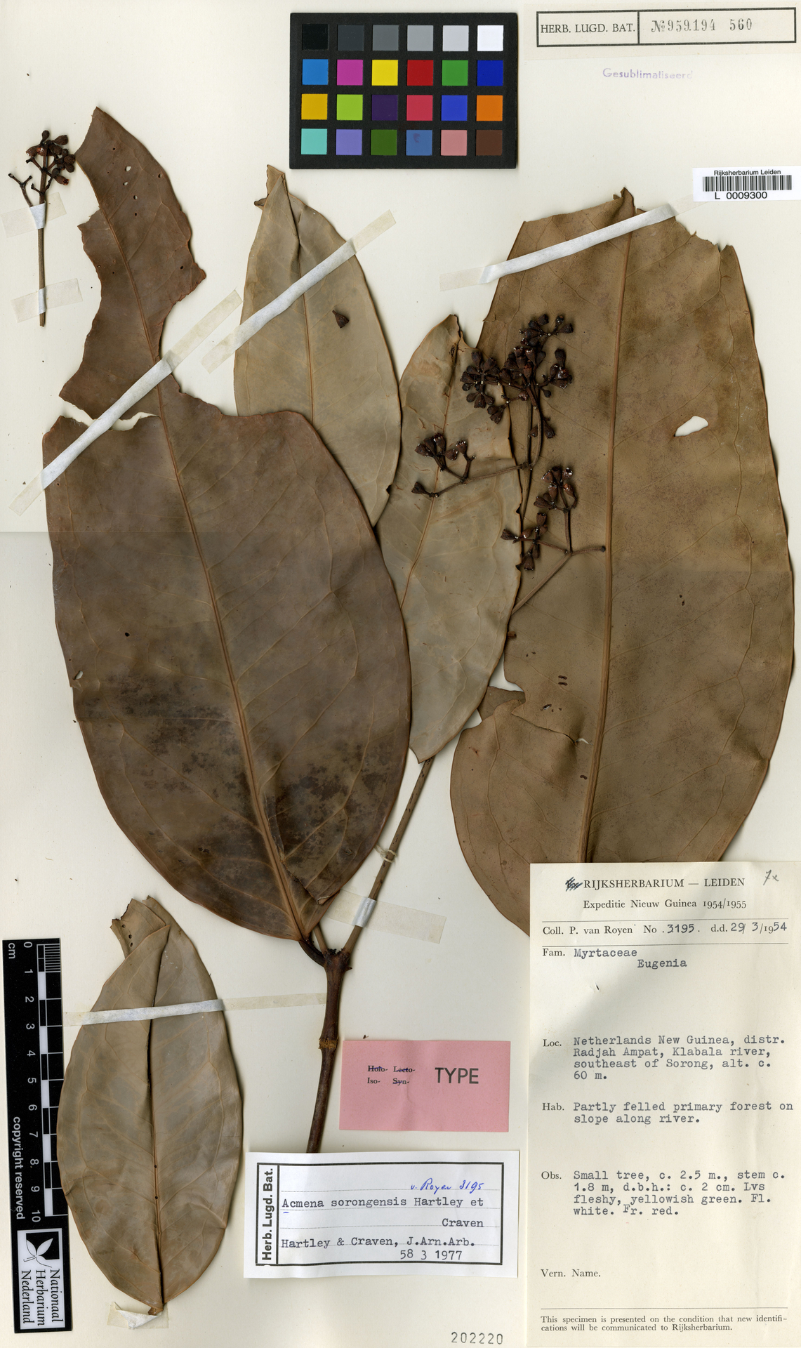 Syzygium sorongense