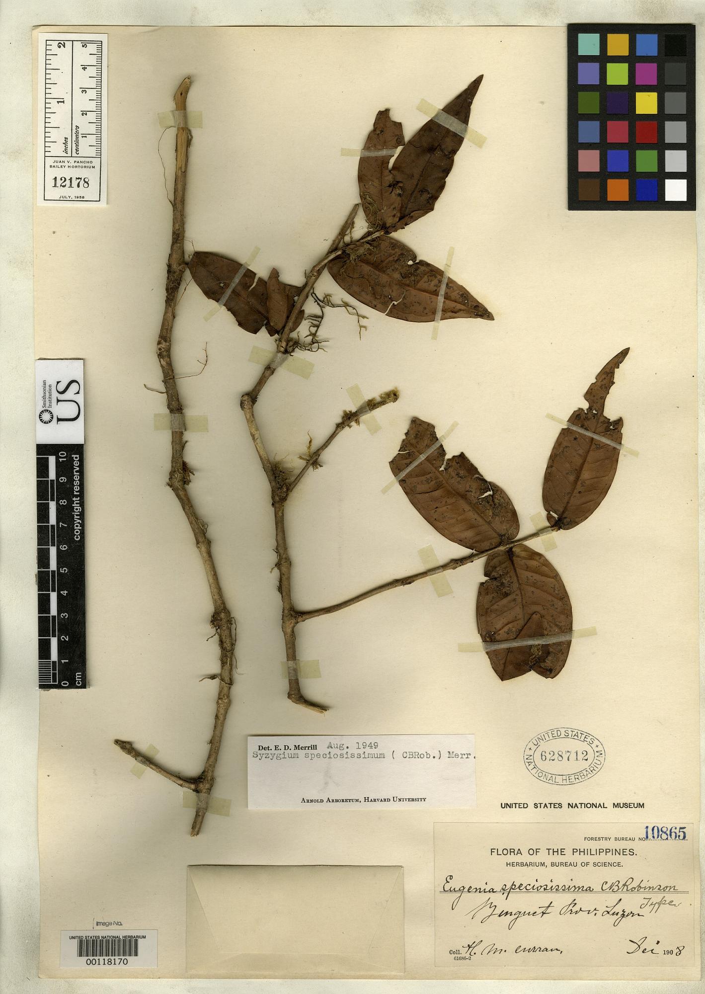 Syzygium speciosissimum