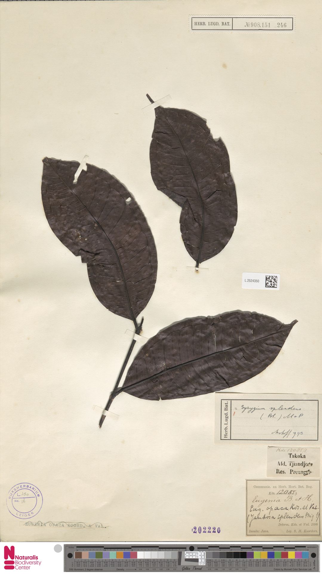 Syzygium splendens