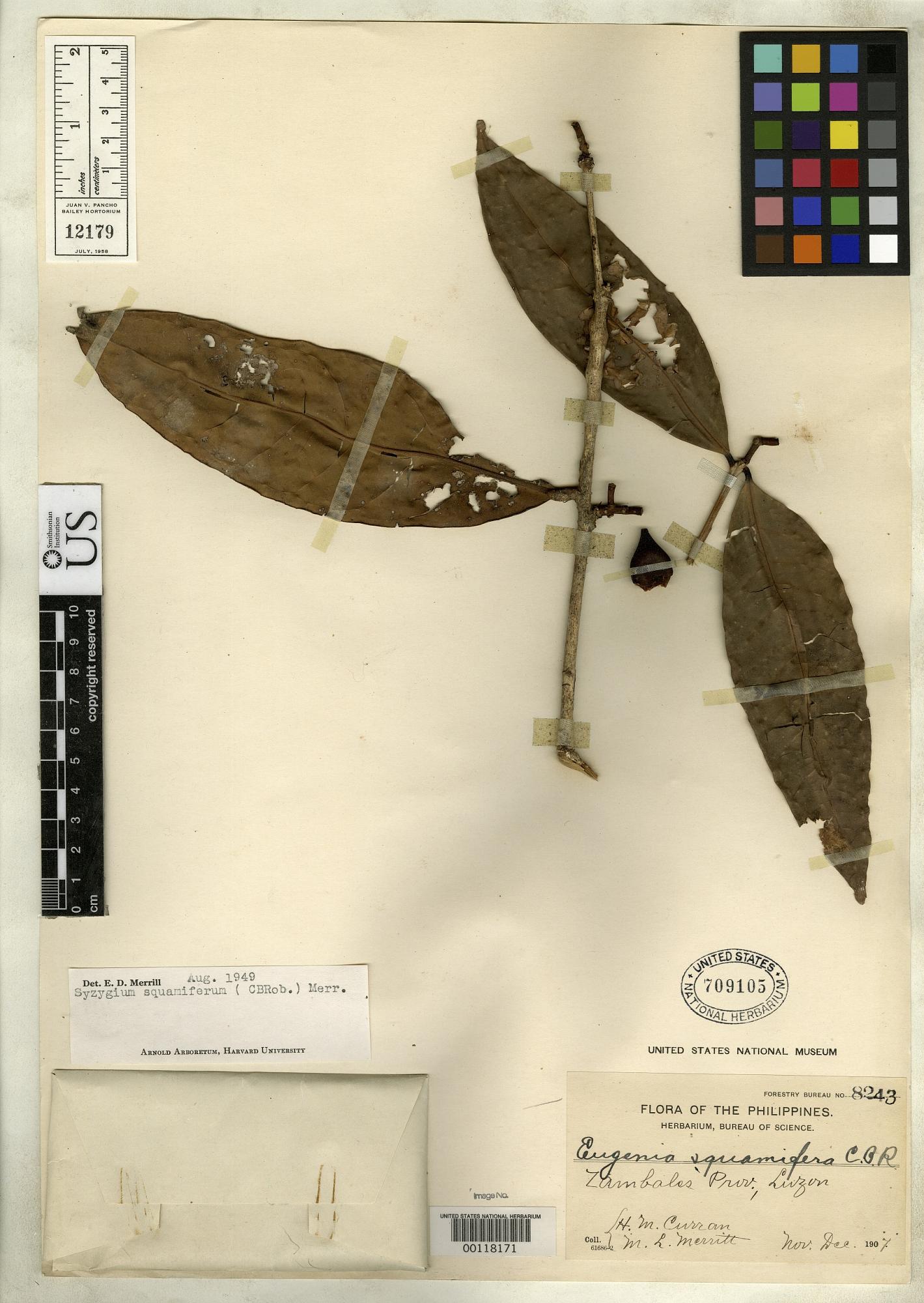 Syzygium squamiferum