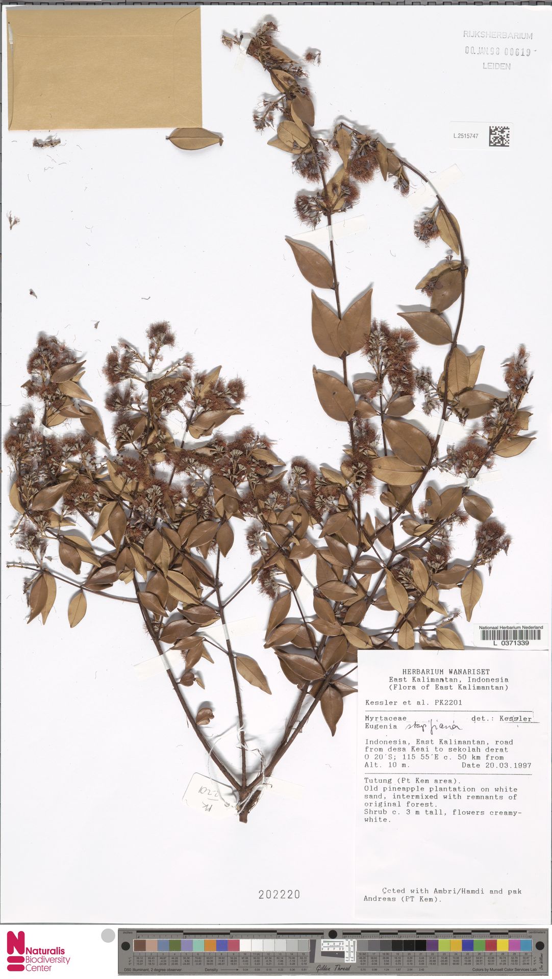 Syzygium stapfianum