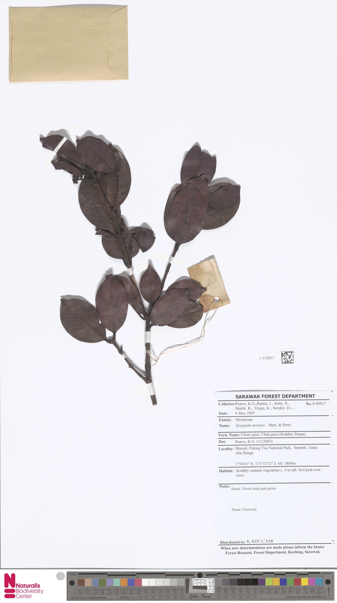 Syzygium steenisii