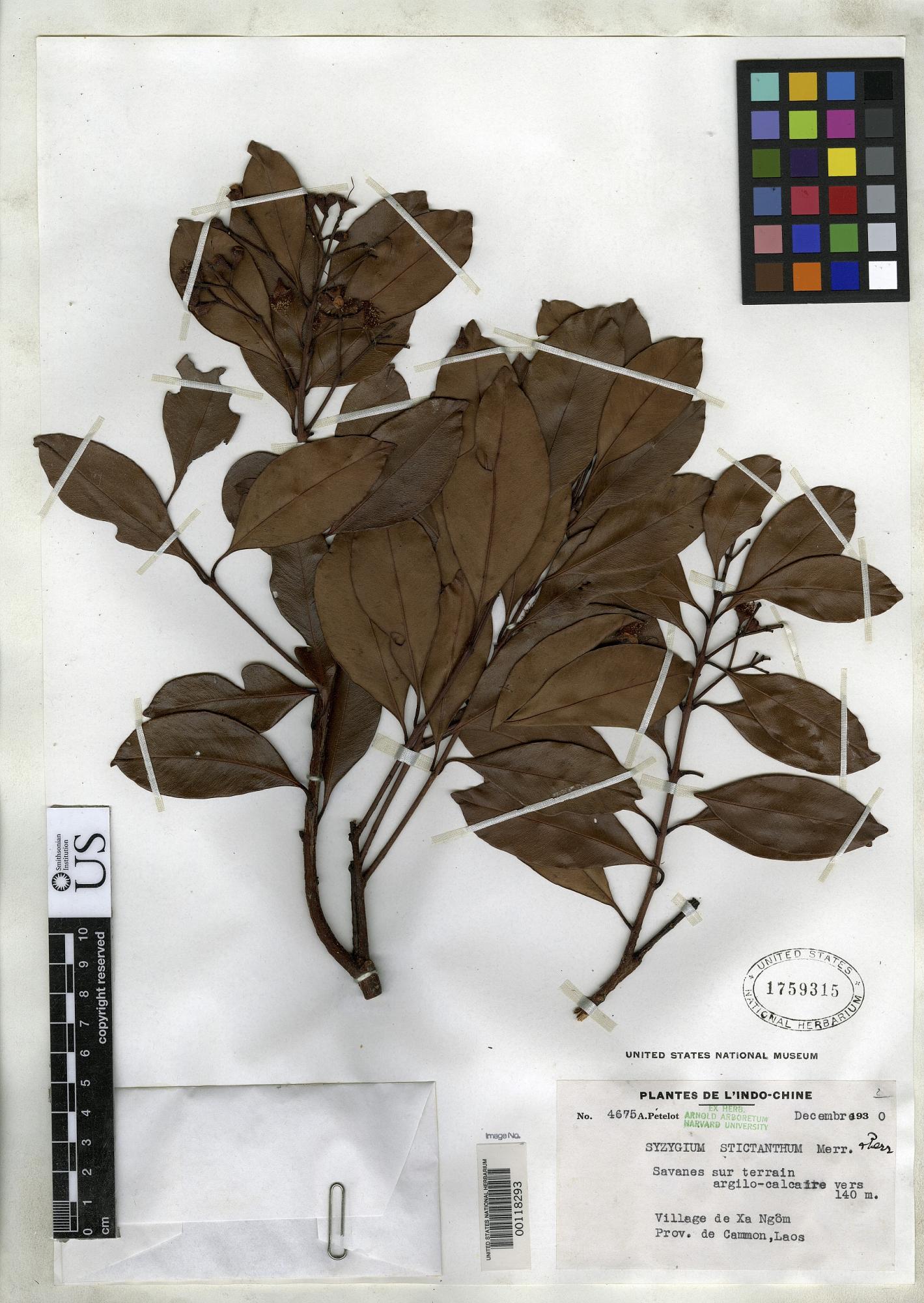 Syzygium stictanthum
