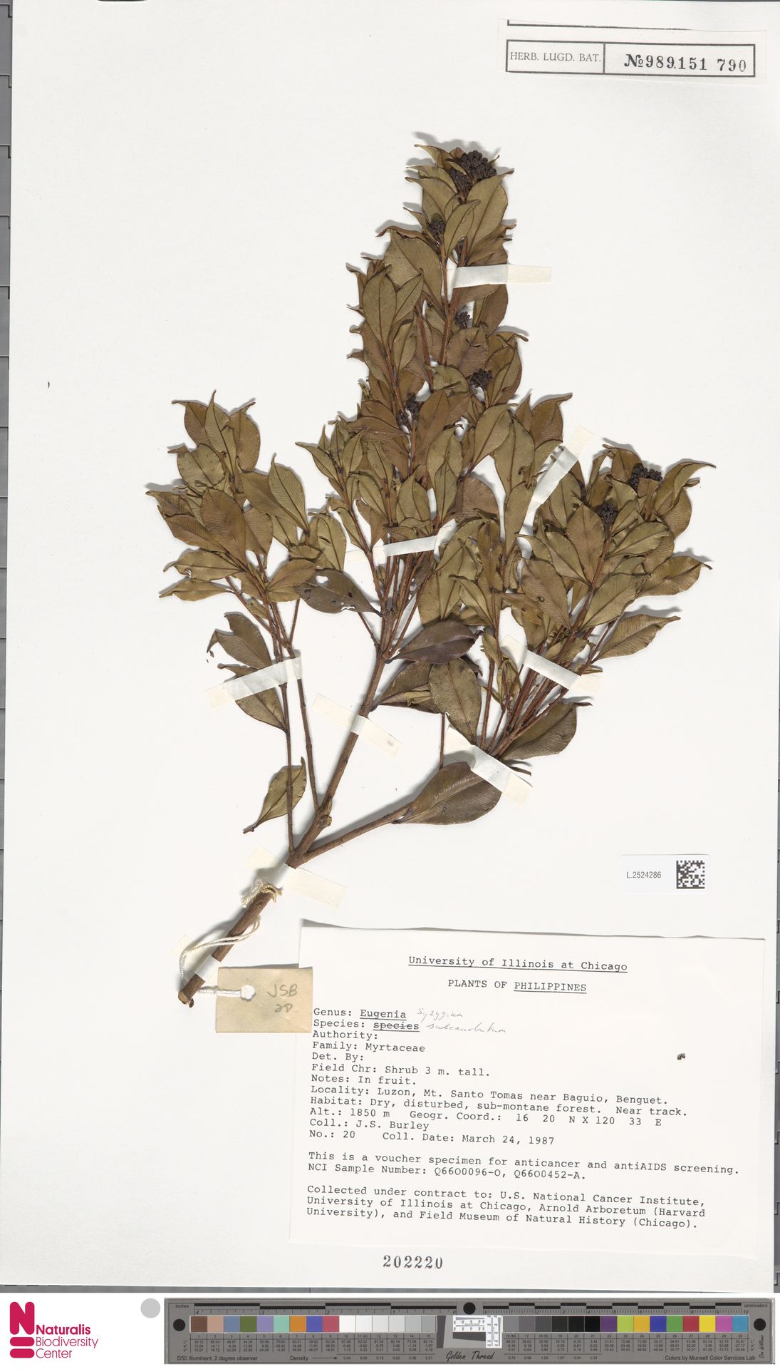 Syzygium subcaudatum