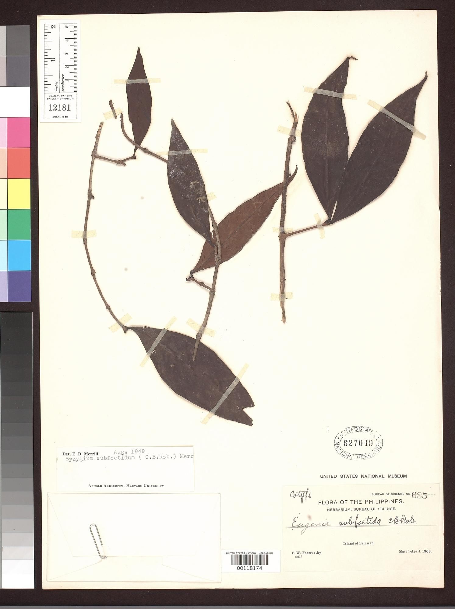 Syzygium subfoetidum