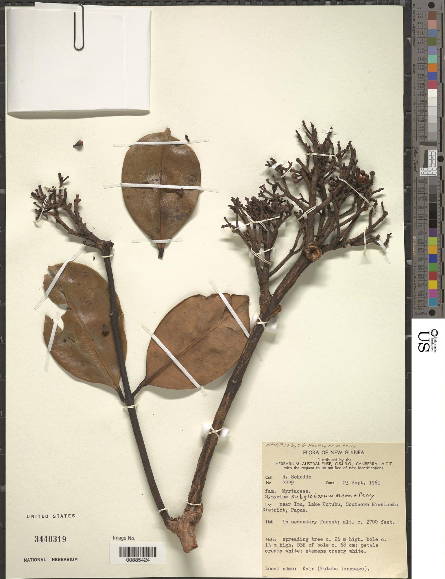 Syzygium subglobosum