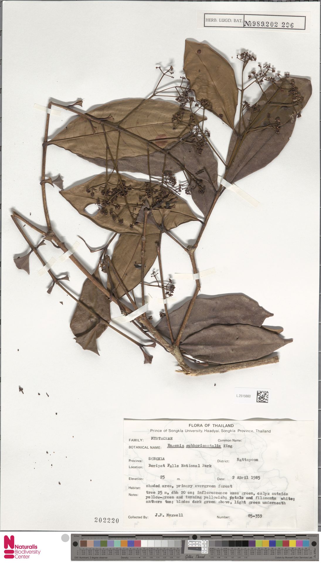 Syzygium subhorizontale