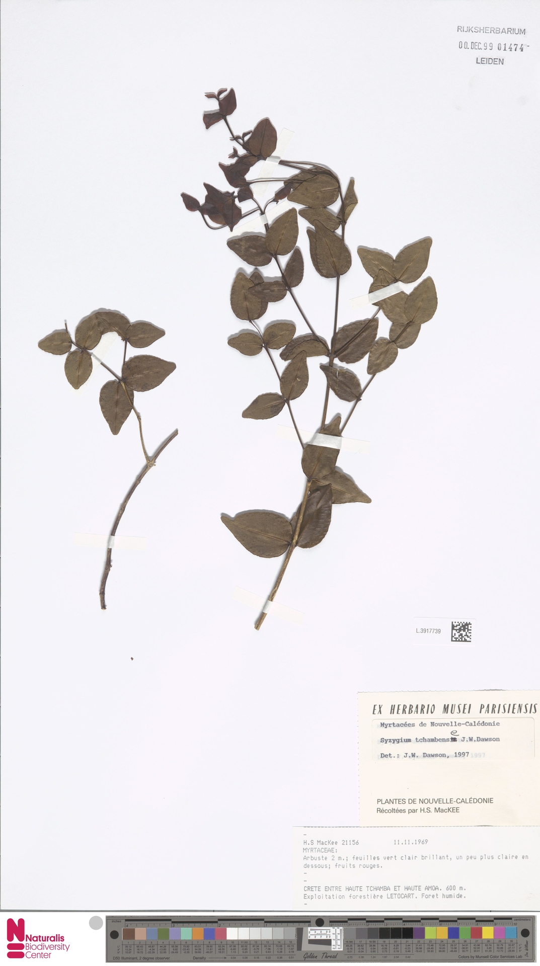 Syzygium tchambaense