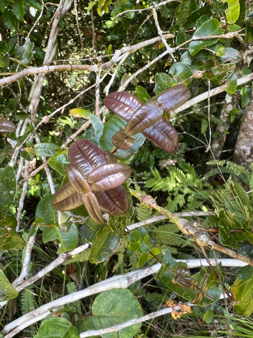 Syzygium tenuiflorum