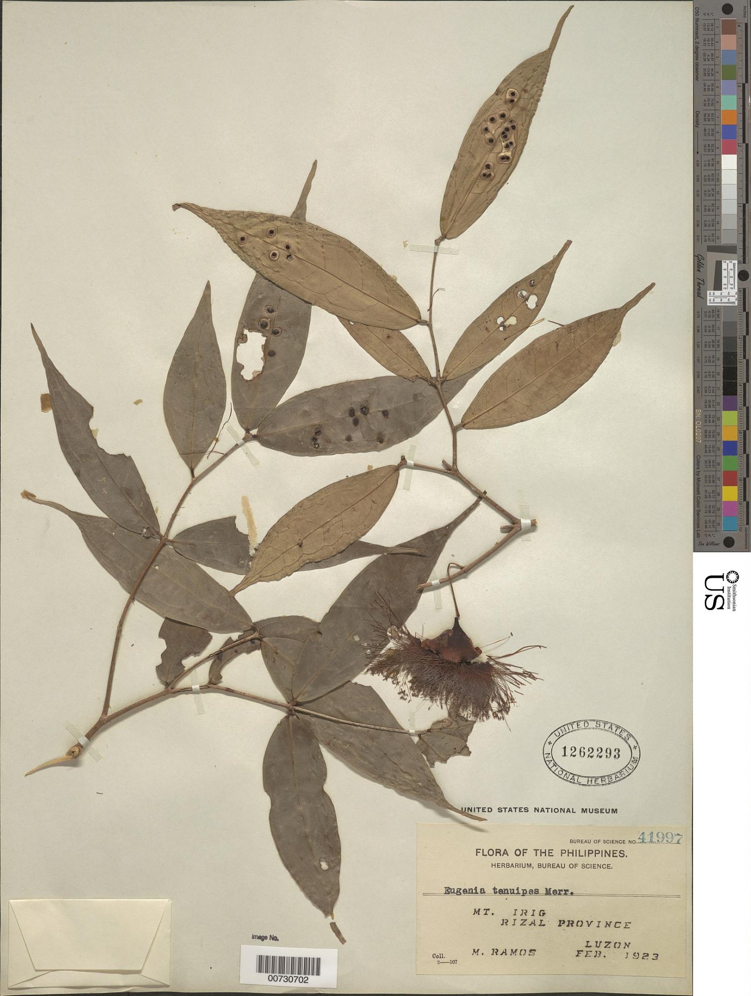 Syzygium tenuipes