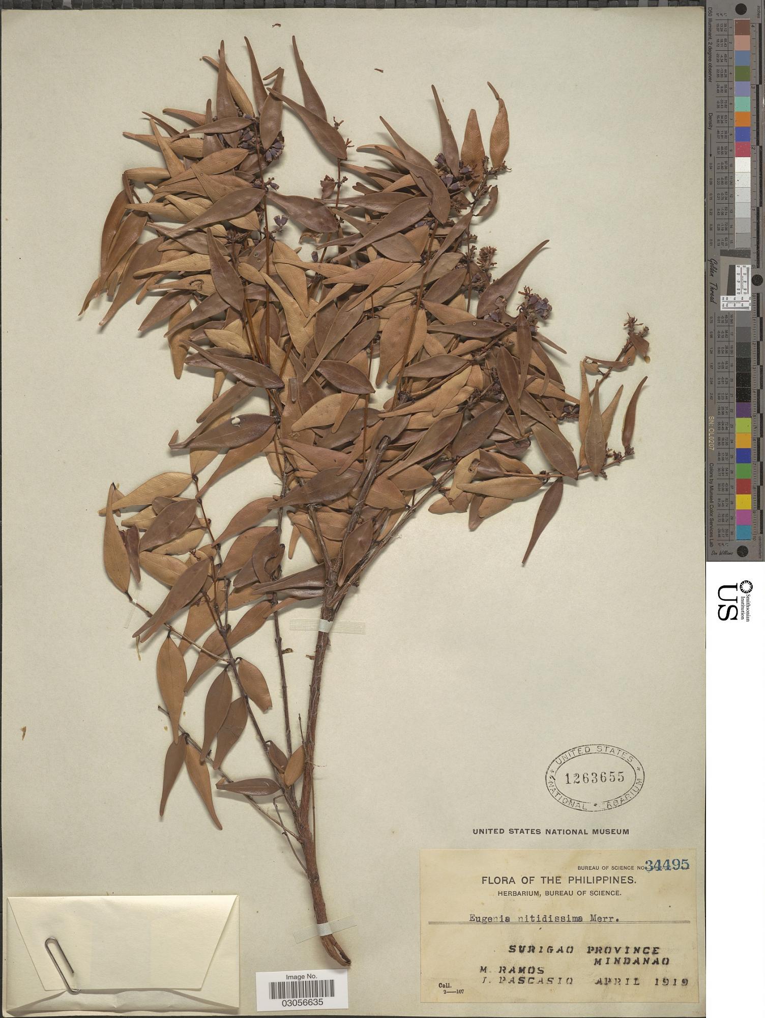 Syzygium tenuirame