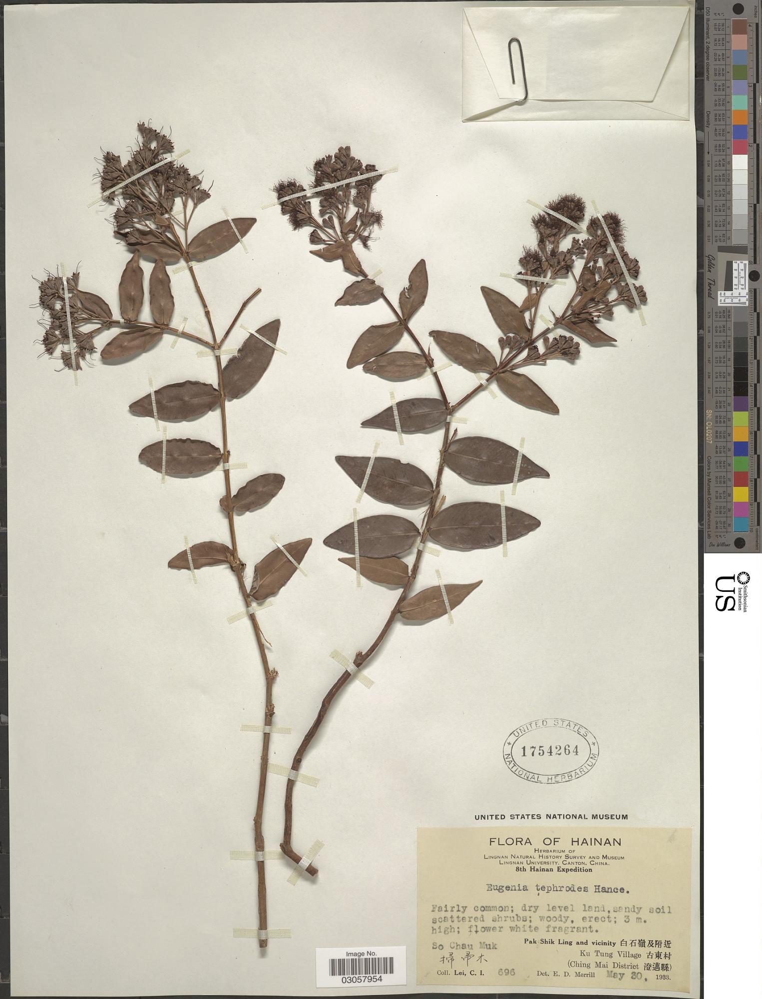 Syzygium tephrodes
