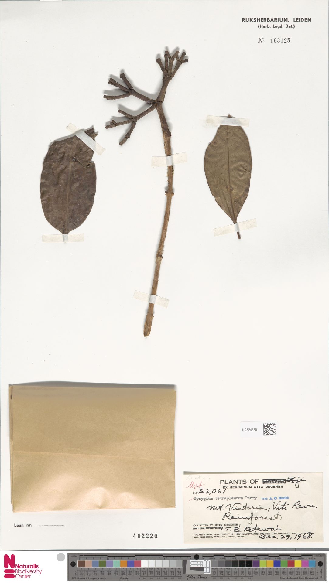 Syzygium tetrapleurum