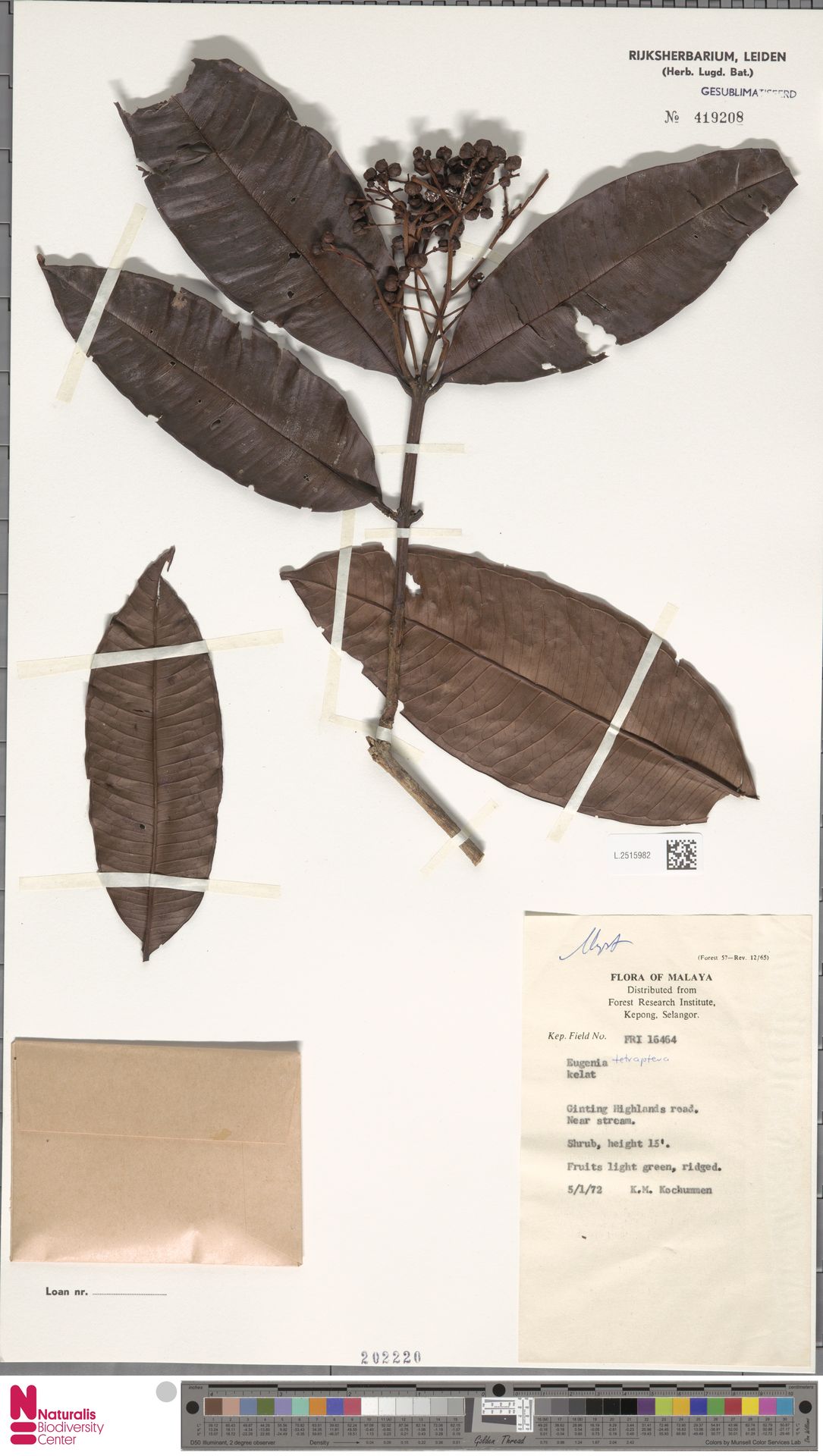 Syzygium tetrapterum
