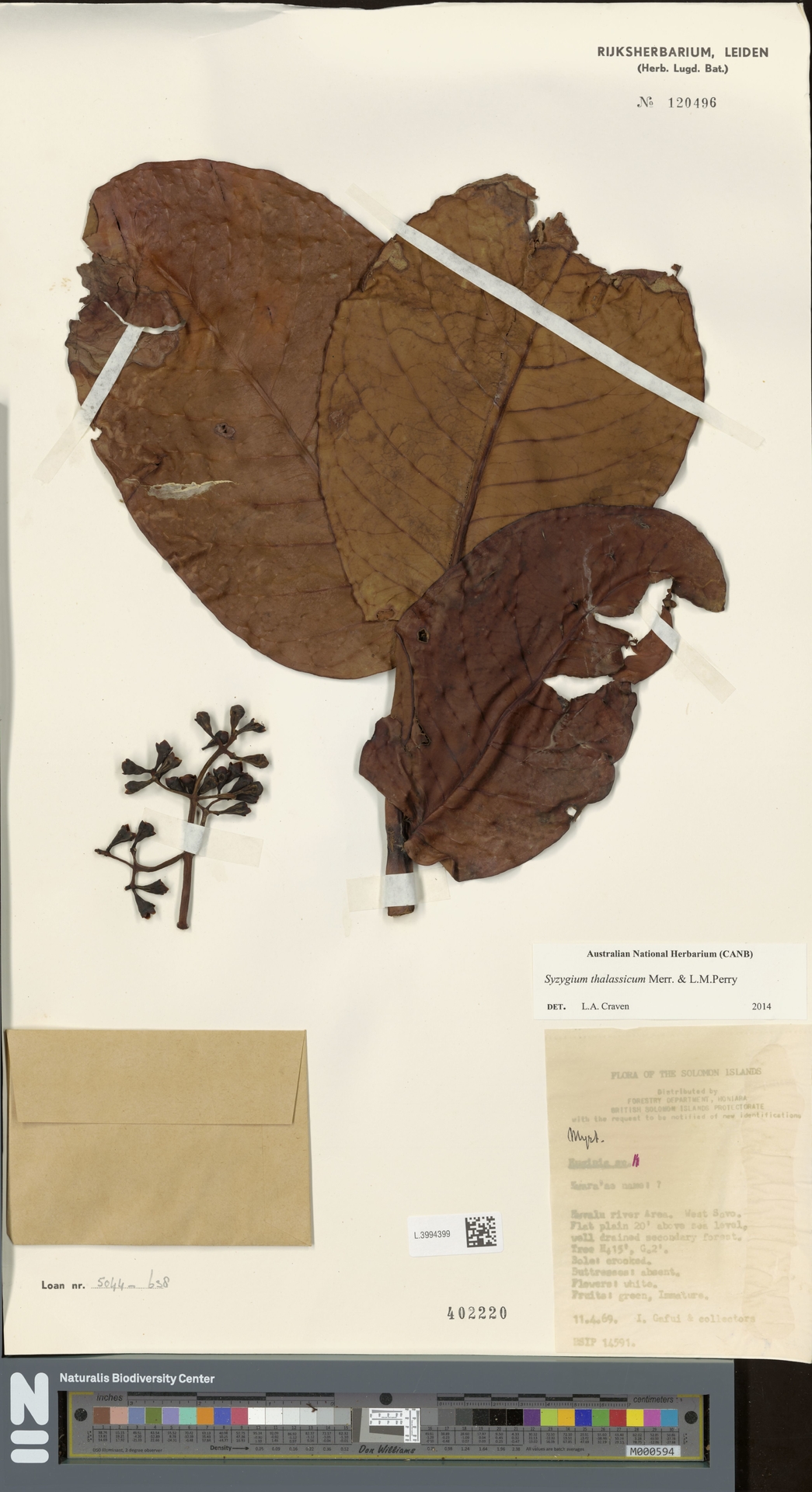 Syzygium thalassicum