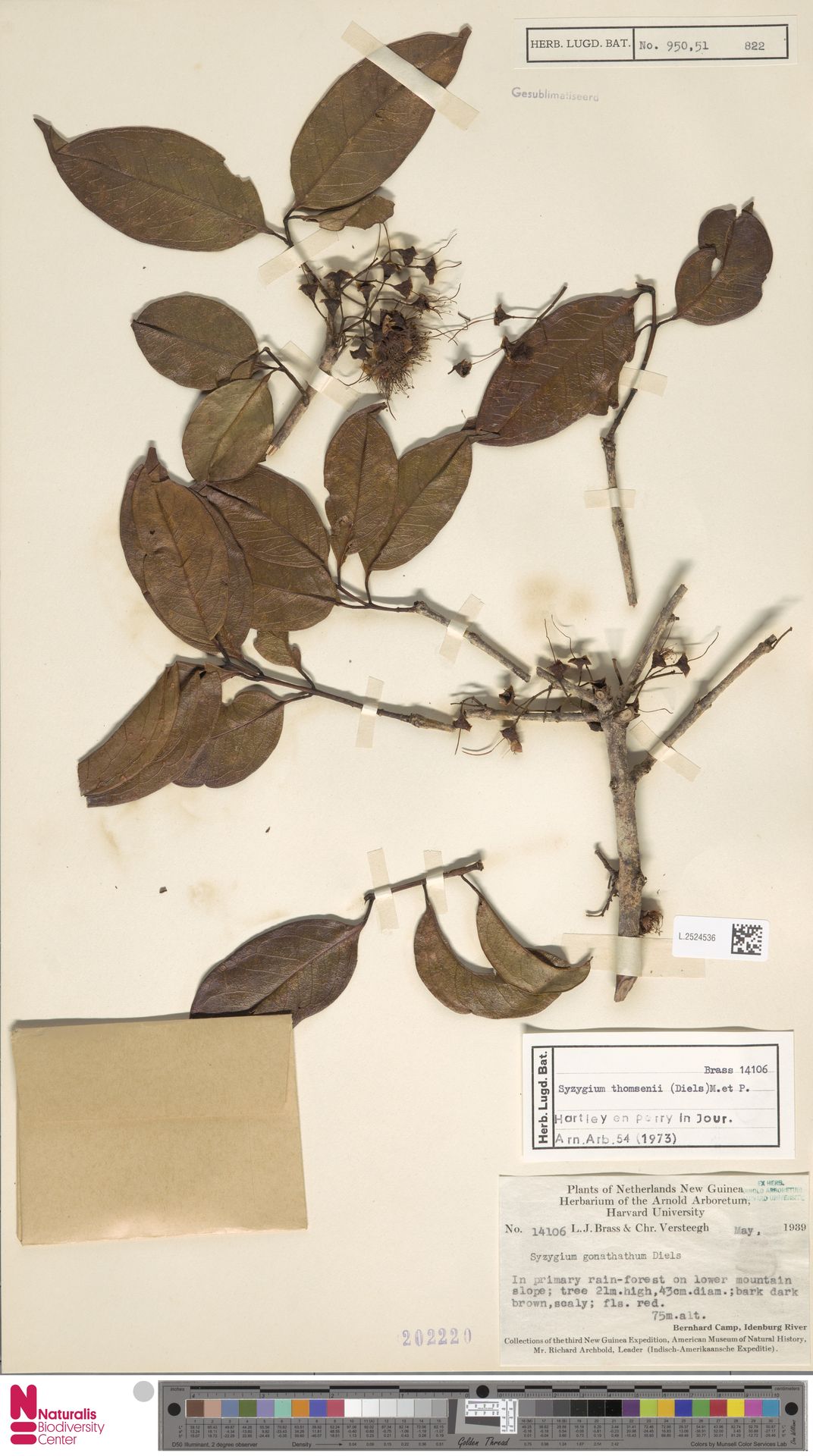 Syzygium thomsenii