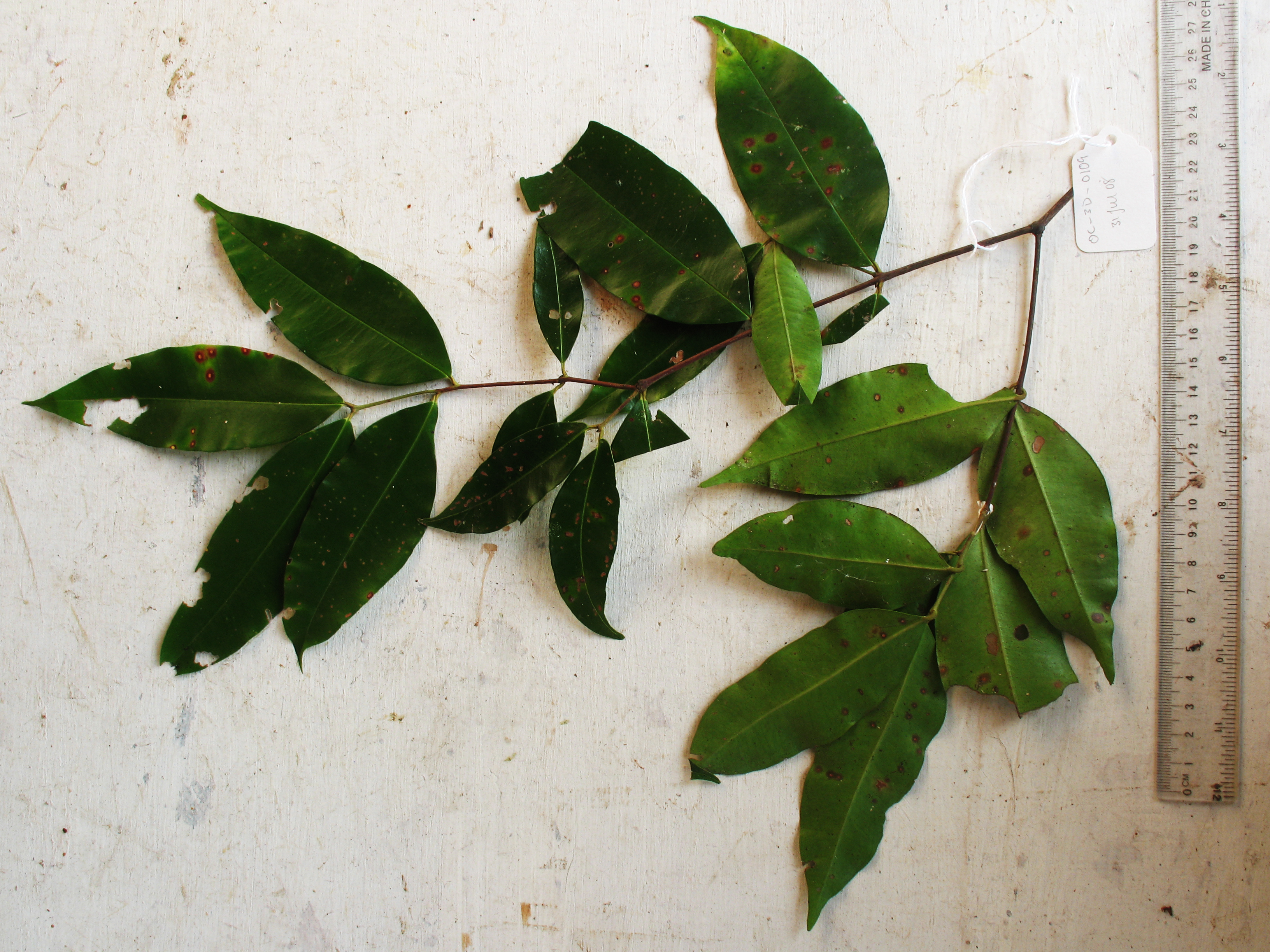 Syzygium thornei
