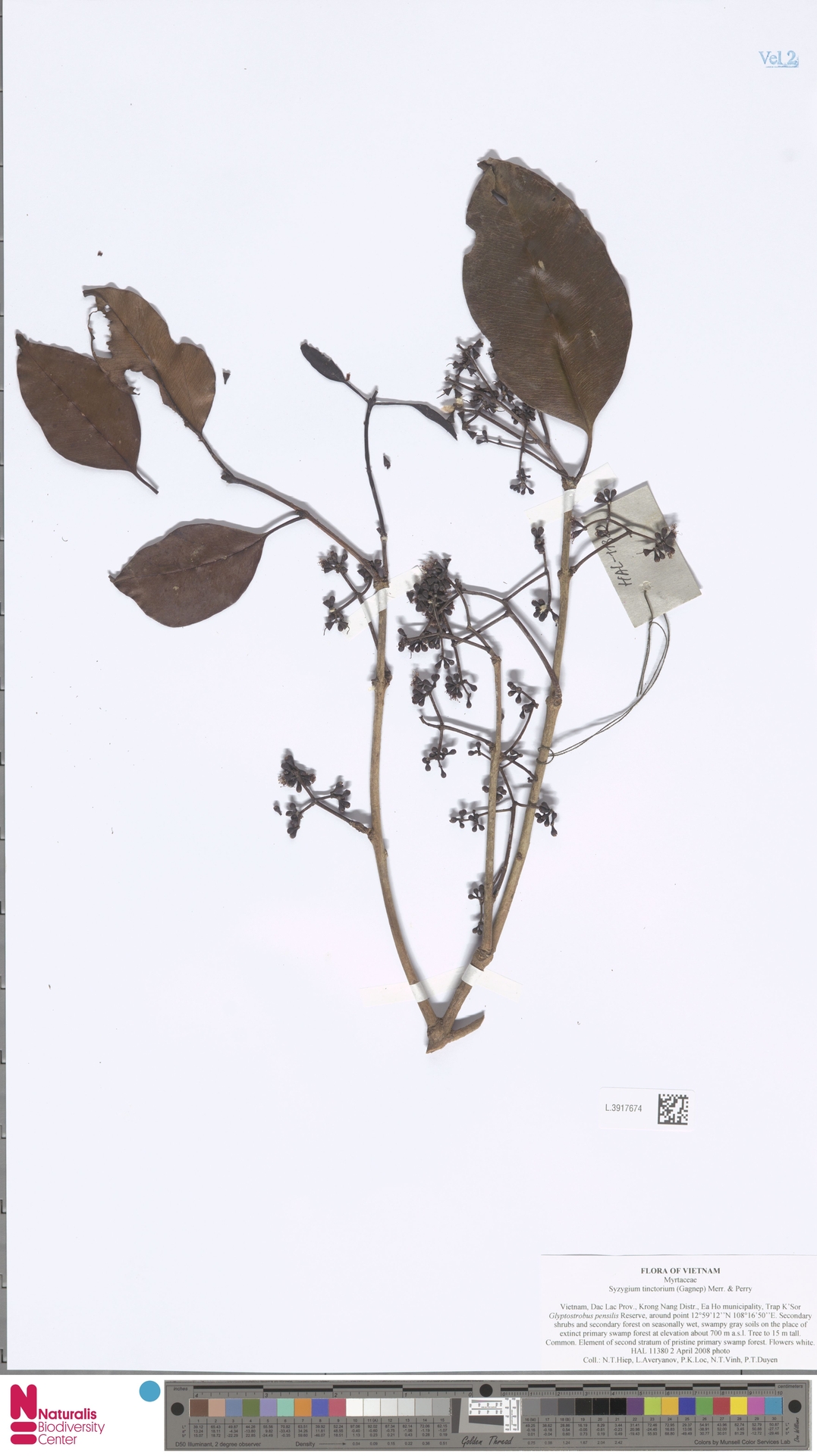 Syzygium tinctorium