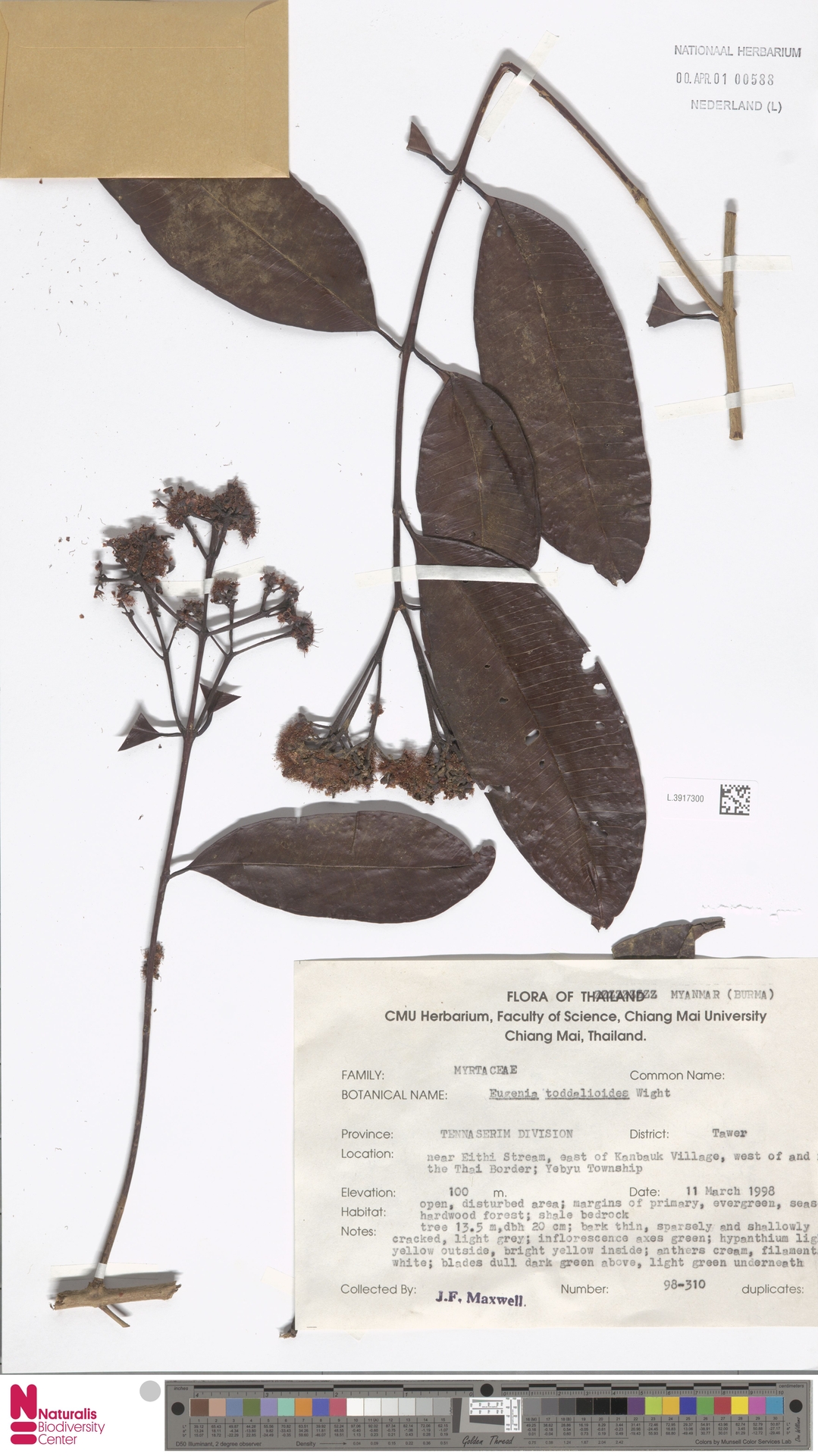 Syzygium toddalioides