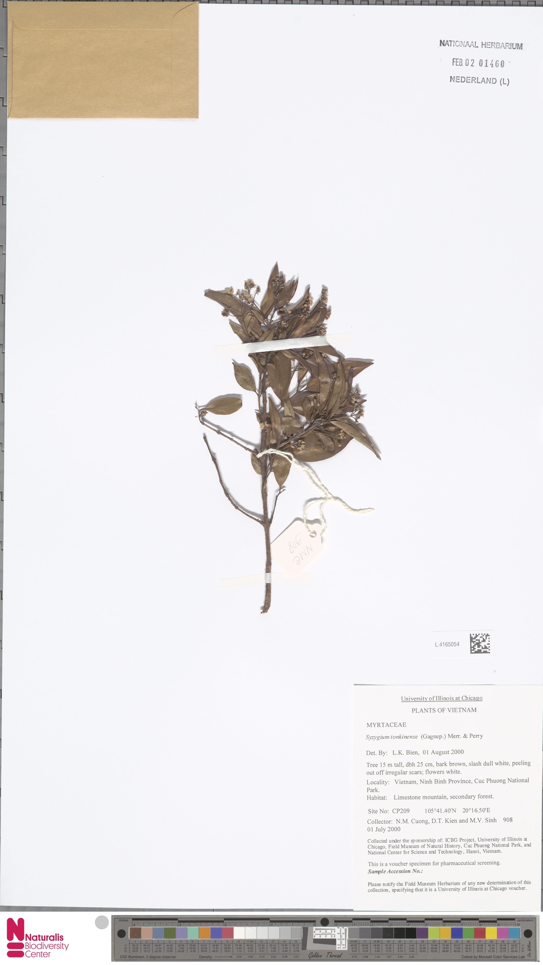 Syzygium tonkinense