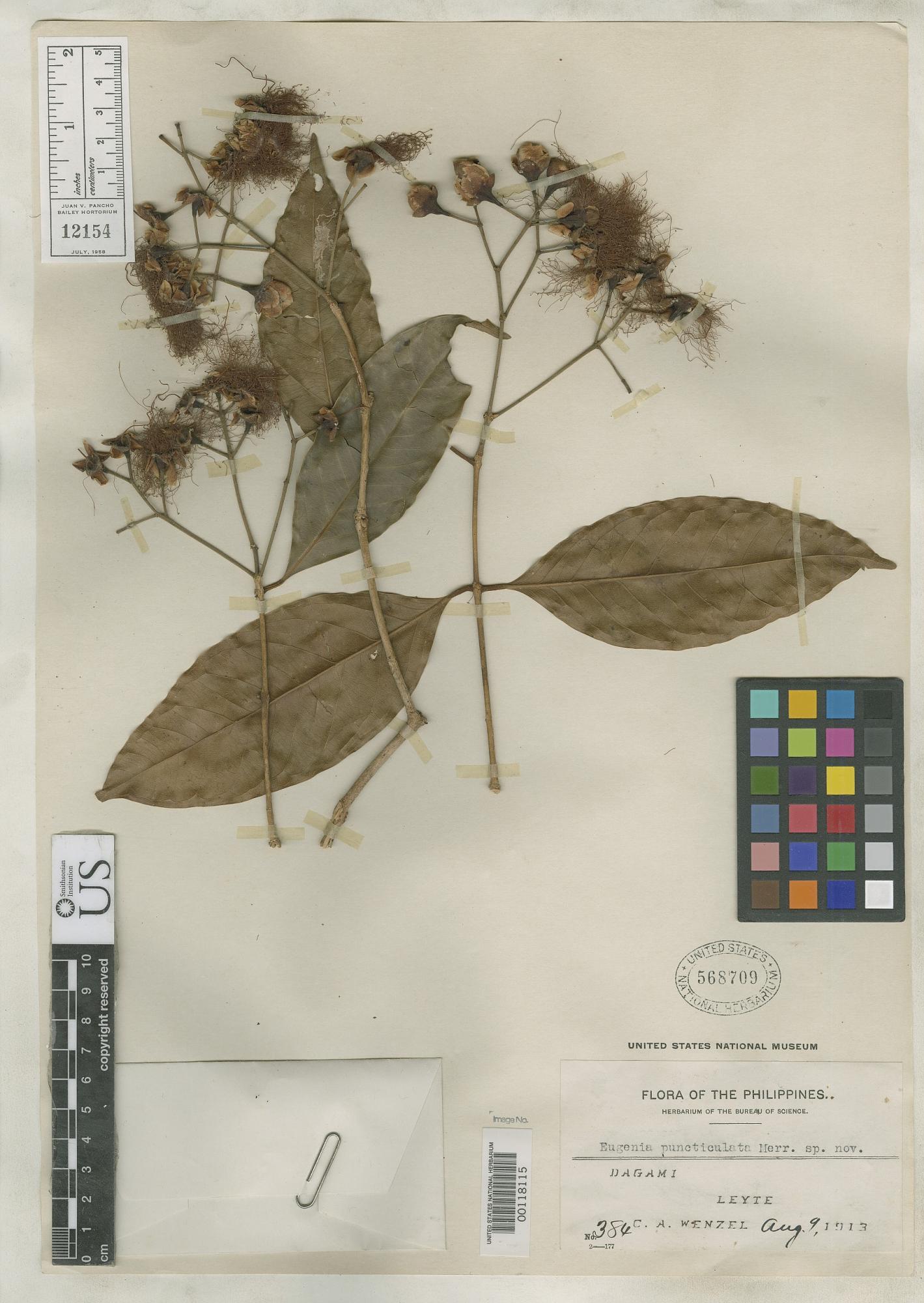 Syzygium toppingii