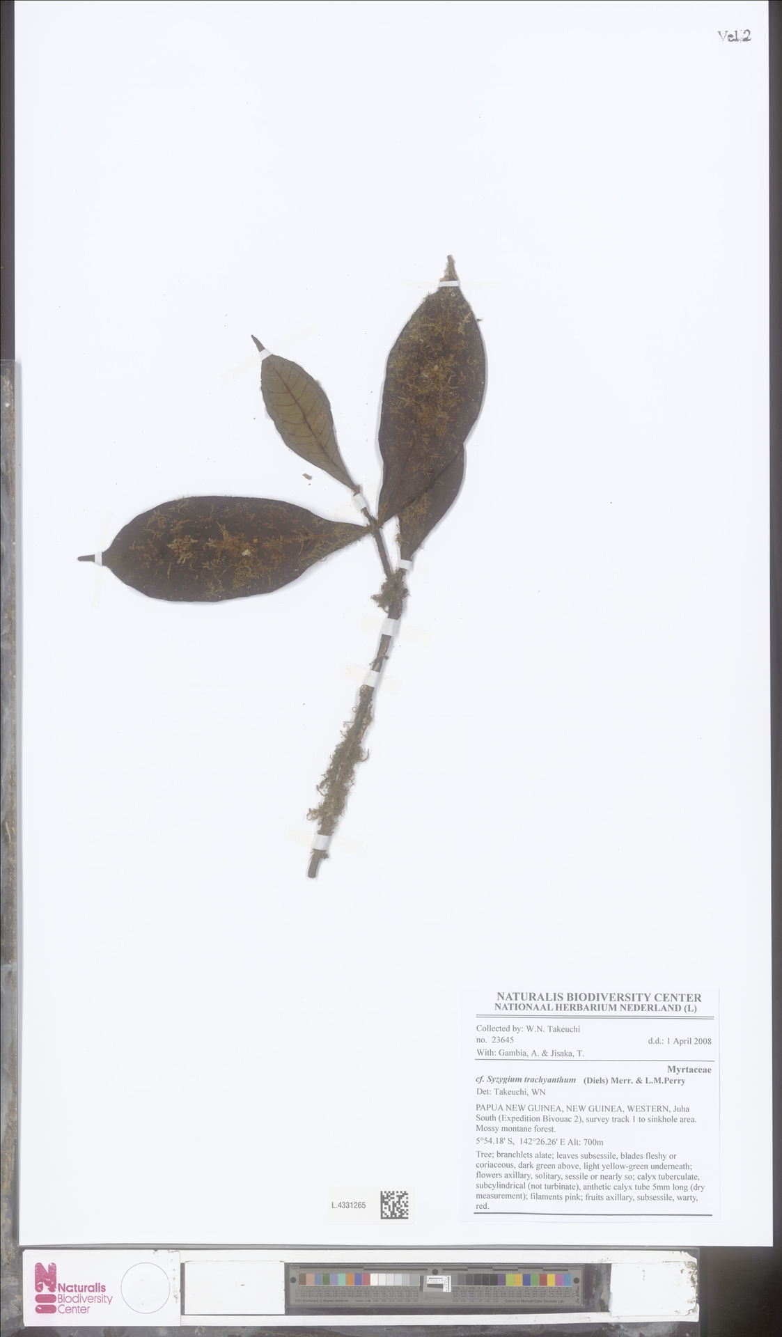 Syzygium trachyanthum
