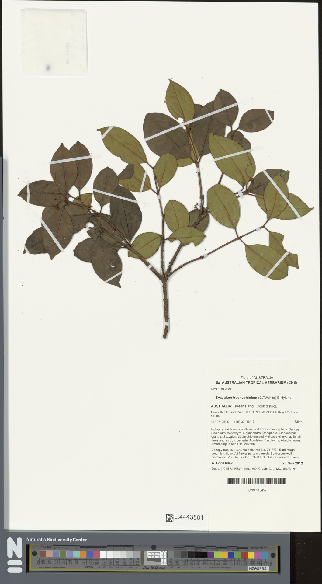 Syzygium trachyphloium