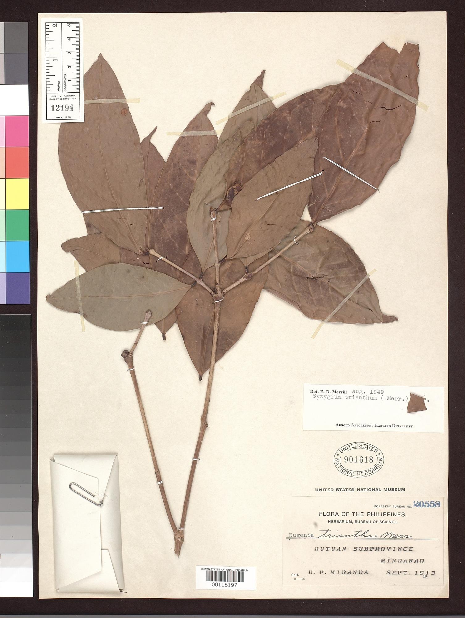 Syzygium trianthum