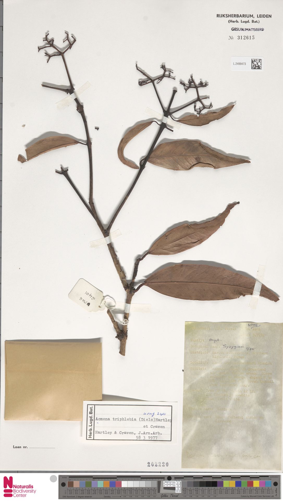 Syzygium triphlebium