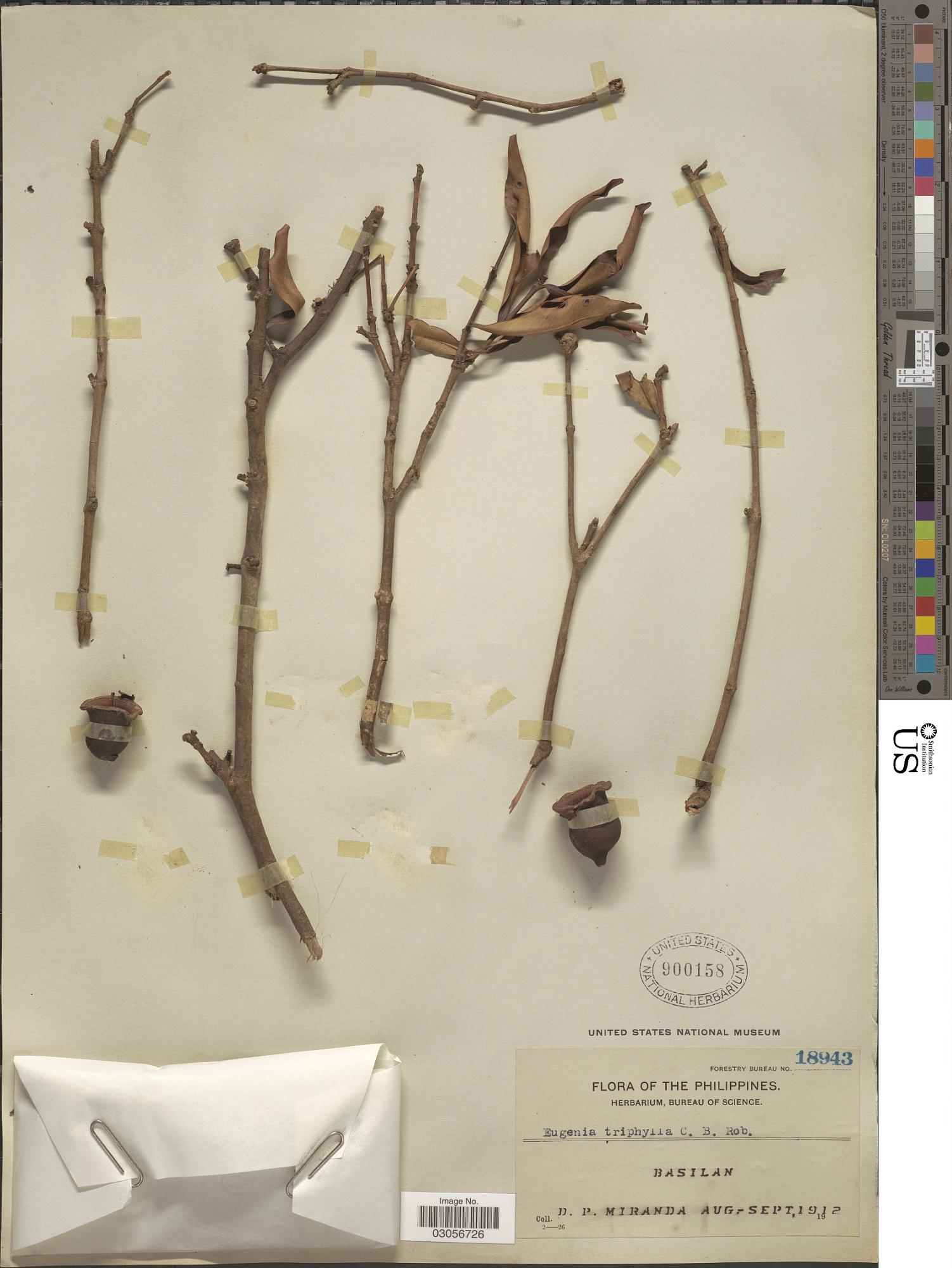 Syzygium triphyllum