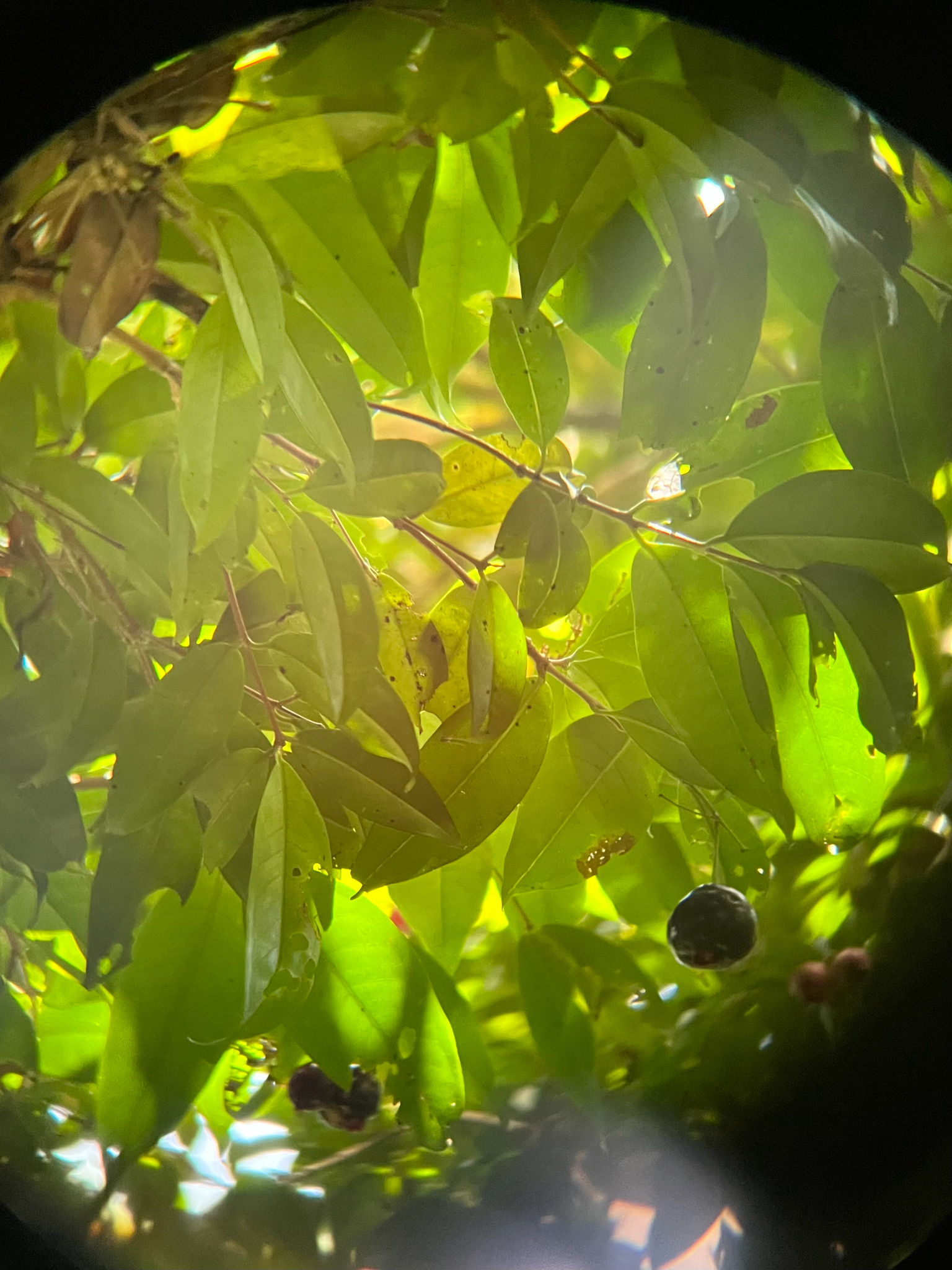 Syzygium tripinnatum