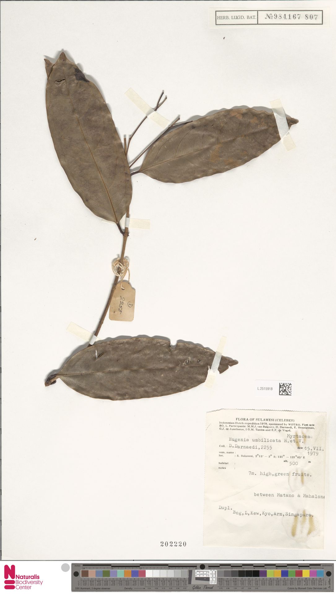 Syzygium umbilicatum
