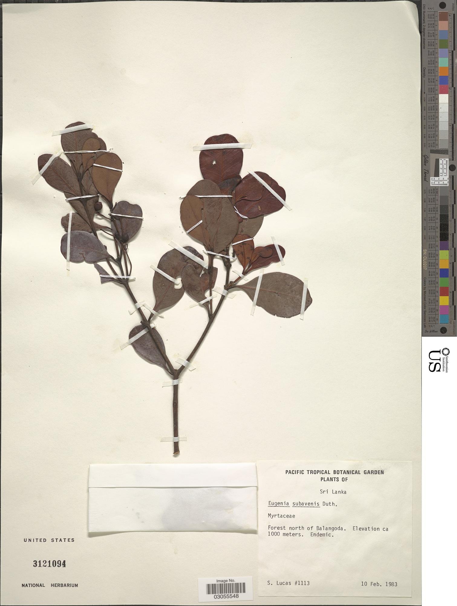 Syzygium umbrosum