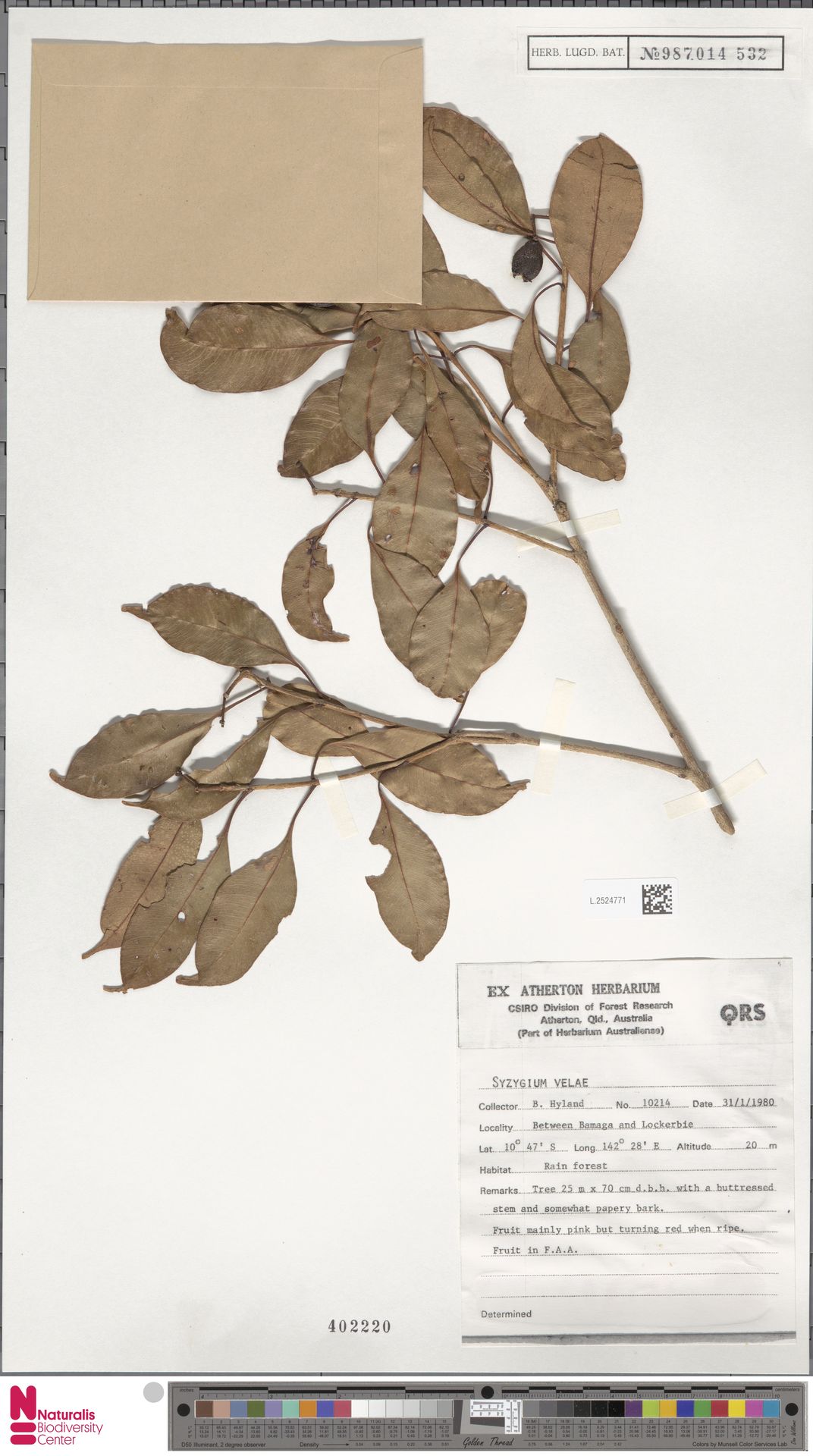 Syzygium velae