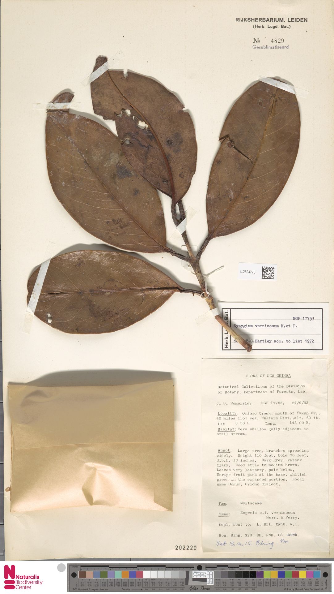 Syzygium vernicosum