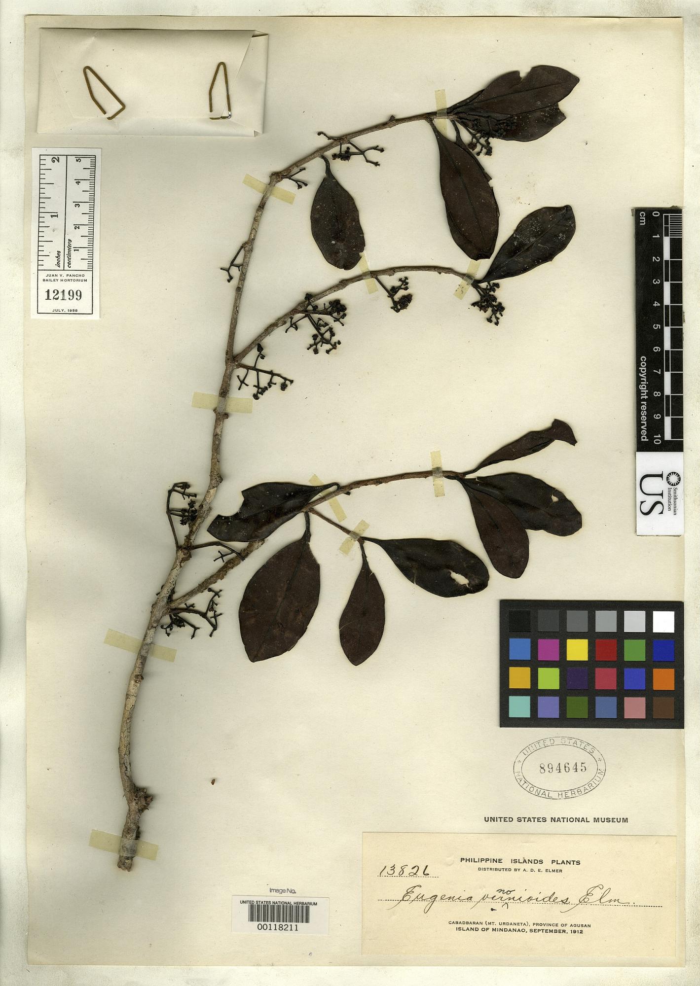 Syzygium vernonioides