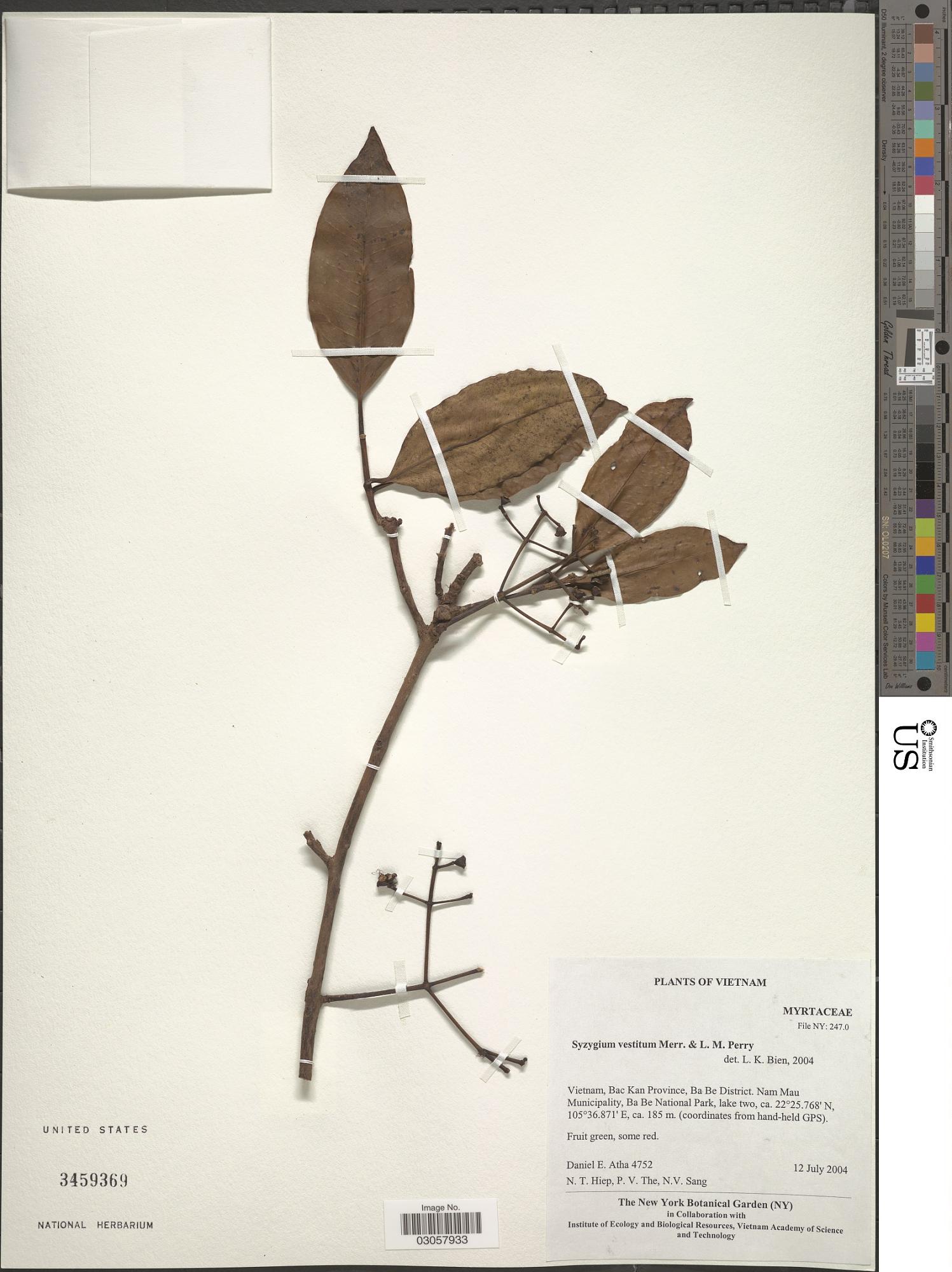 Syzygium vestitum