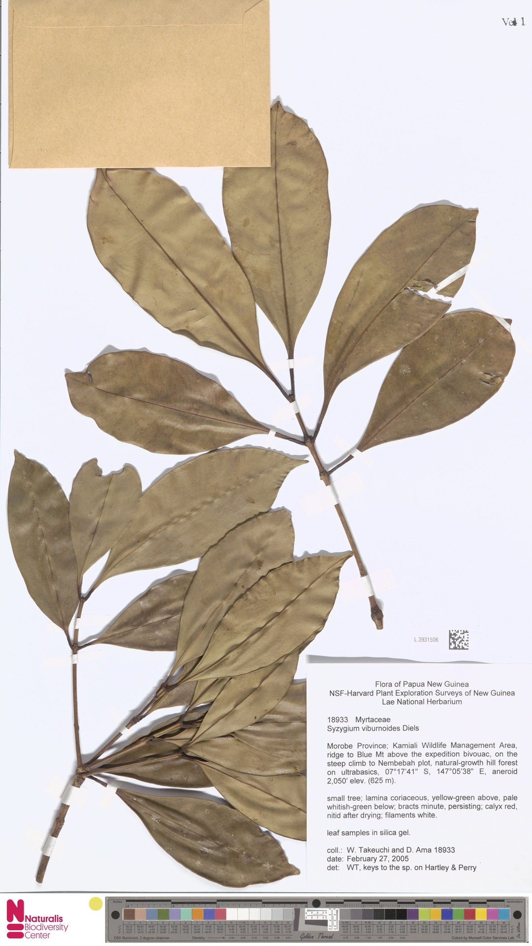 Syzygium viburnoides